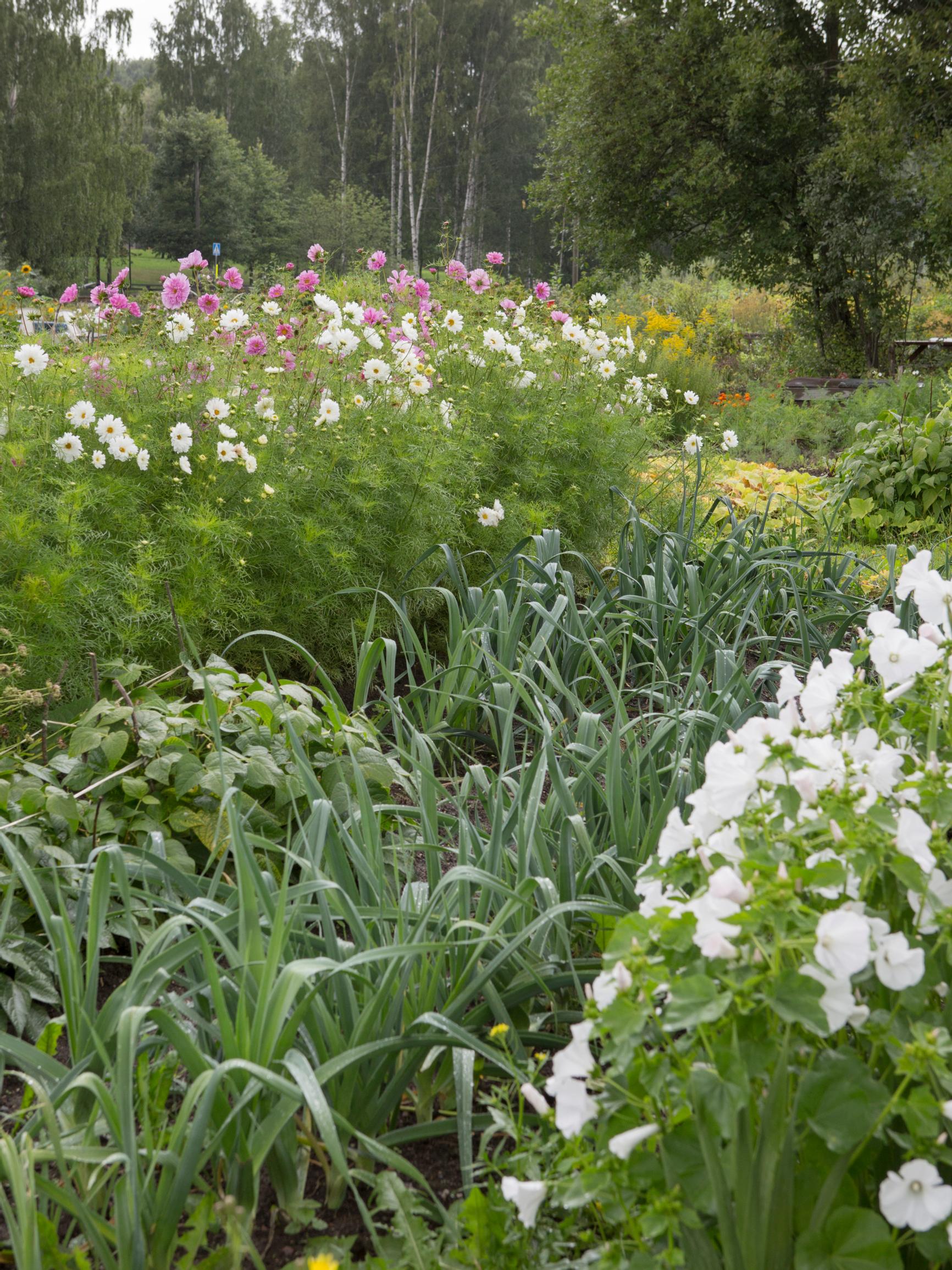 Mycorrhiza: the secret to thriving plants (but is it always worth it?)