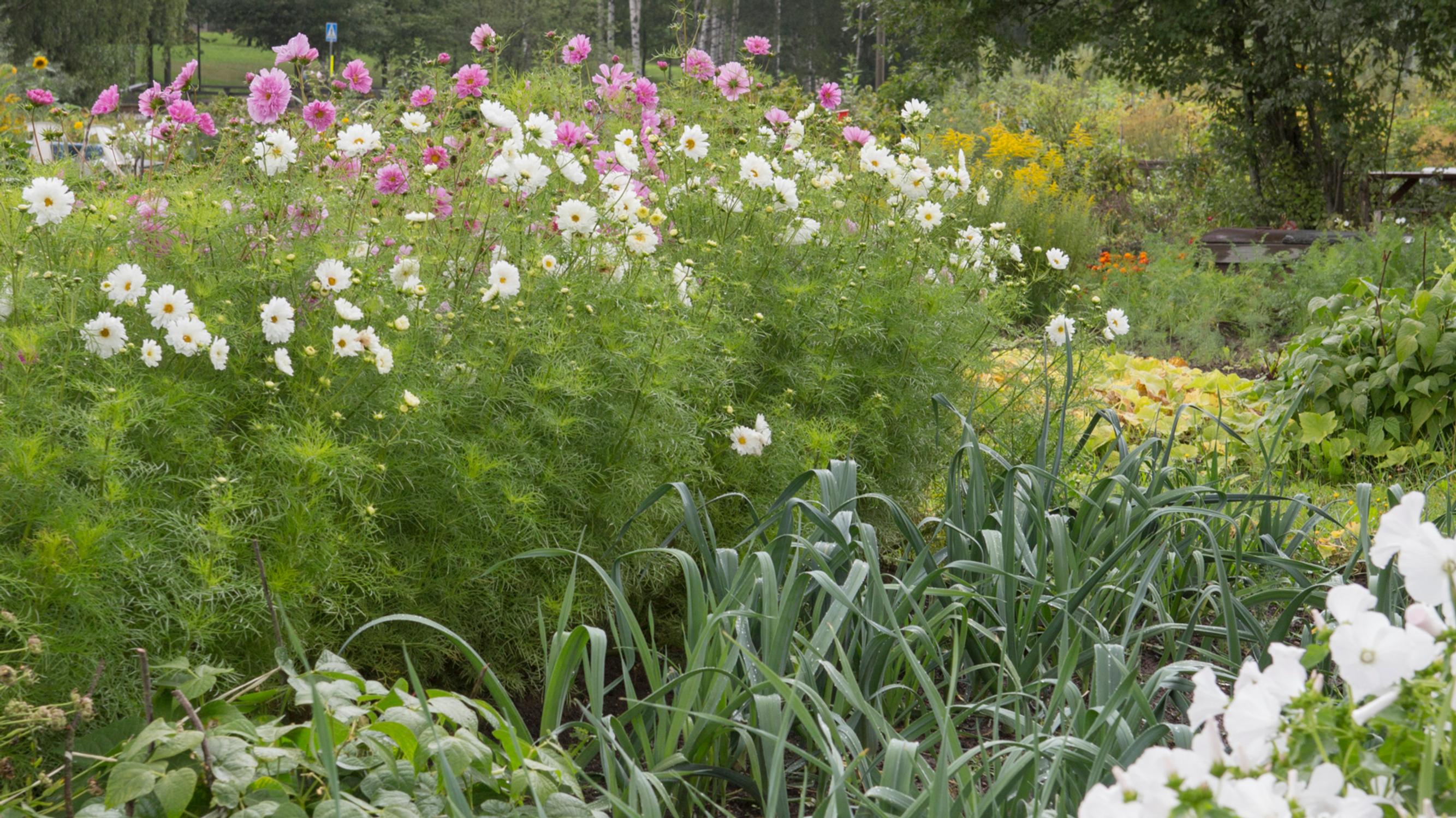 Mycorrhiza: the secret to thriving plants (but is it always worth it?)