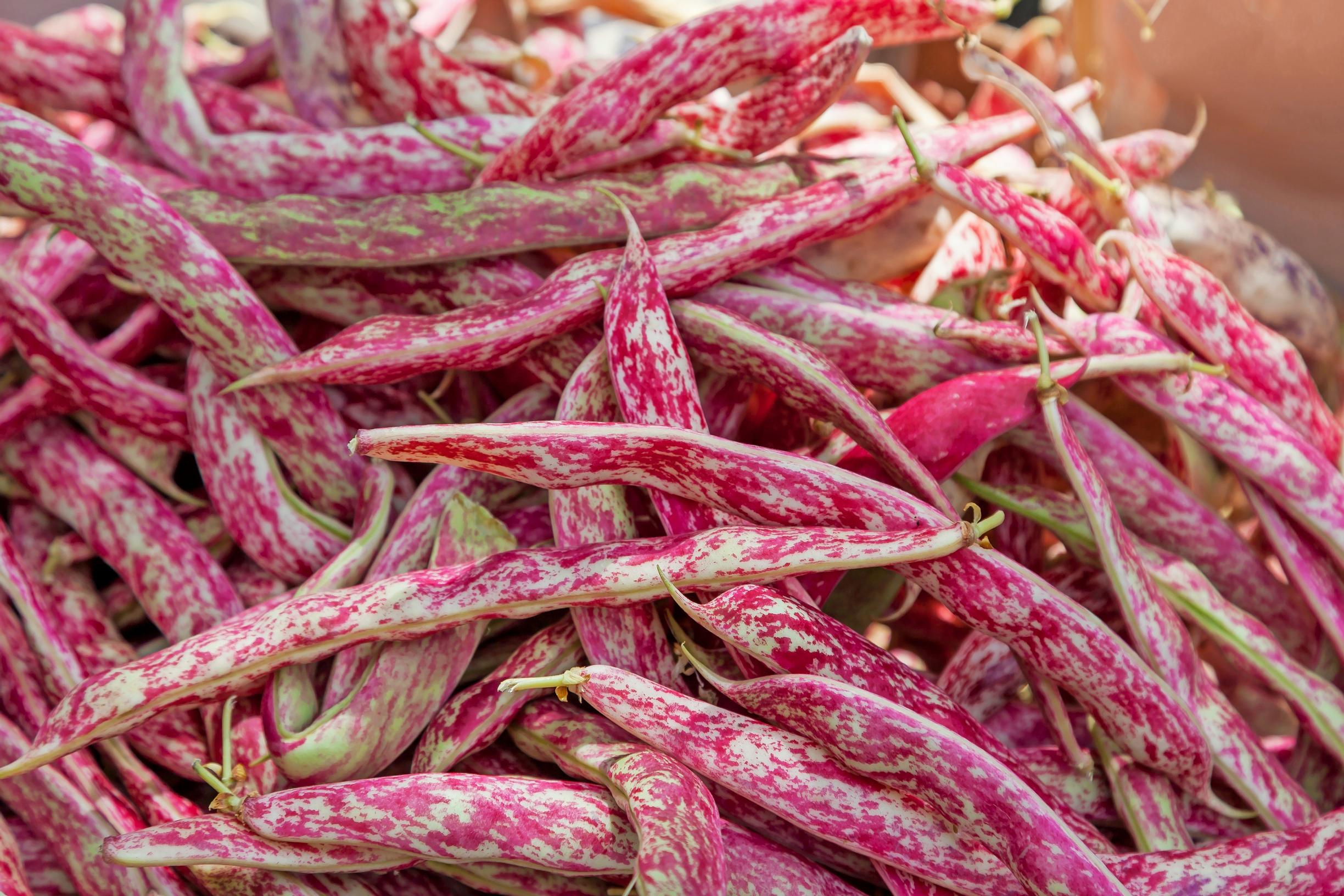 Bean varieties: bush bean ’Borlotto Rosso’