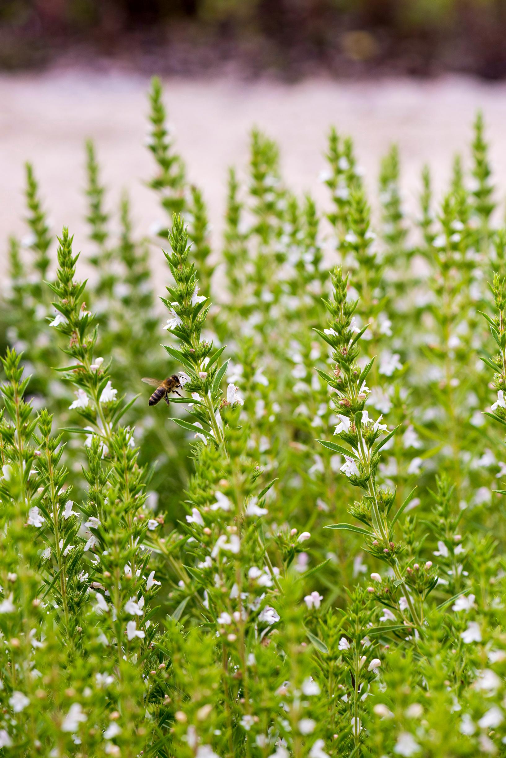 Growing savory