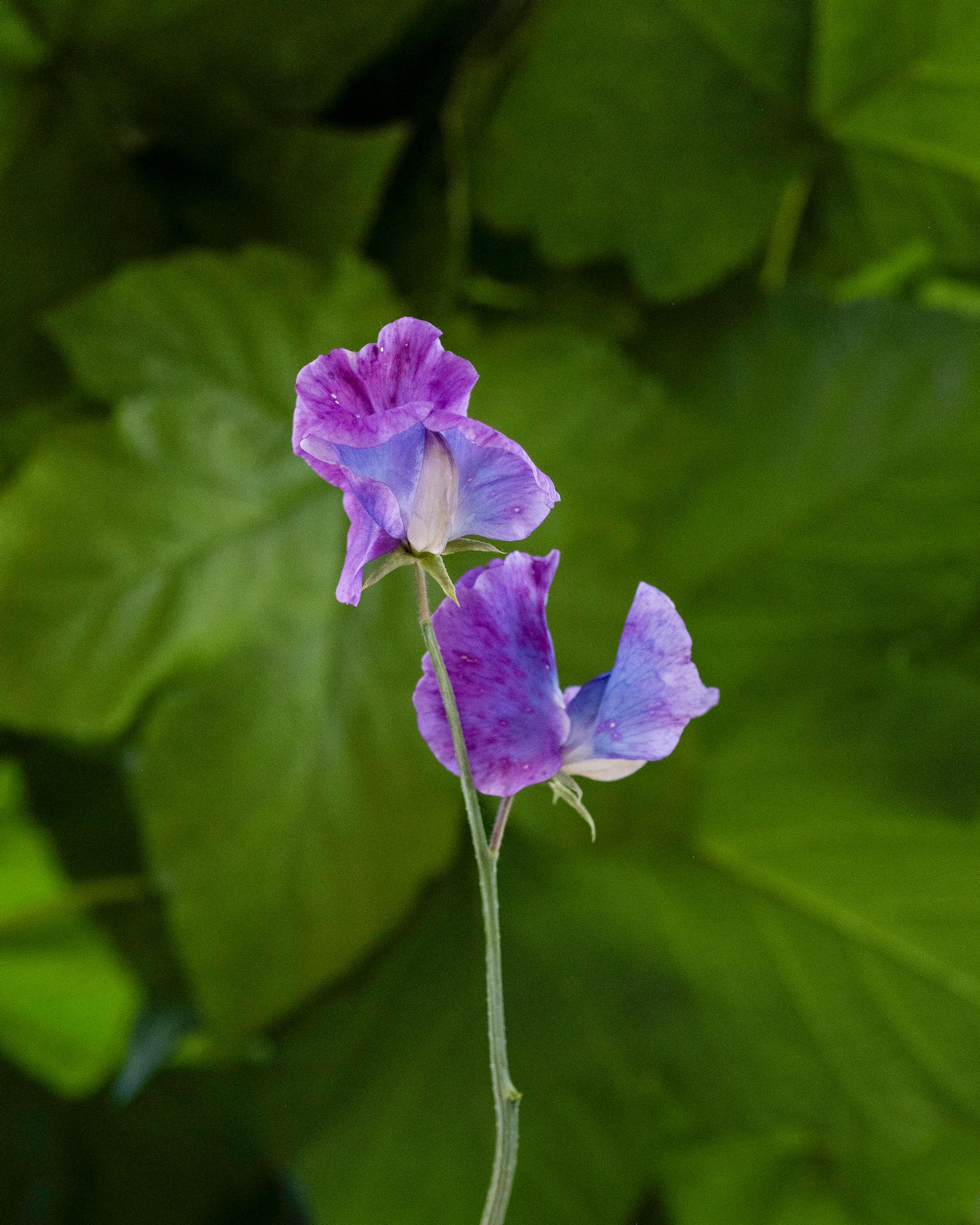 Sweet pea 'Blue Shift'.