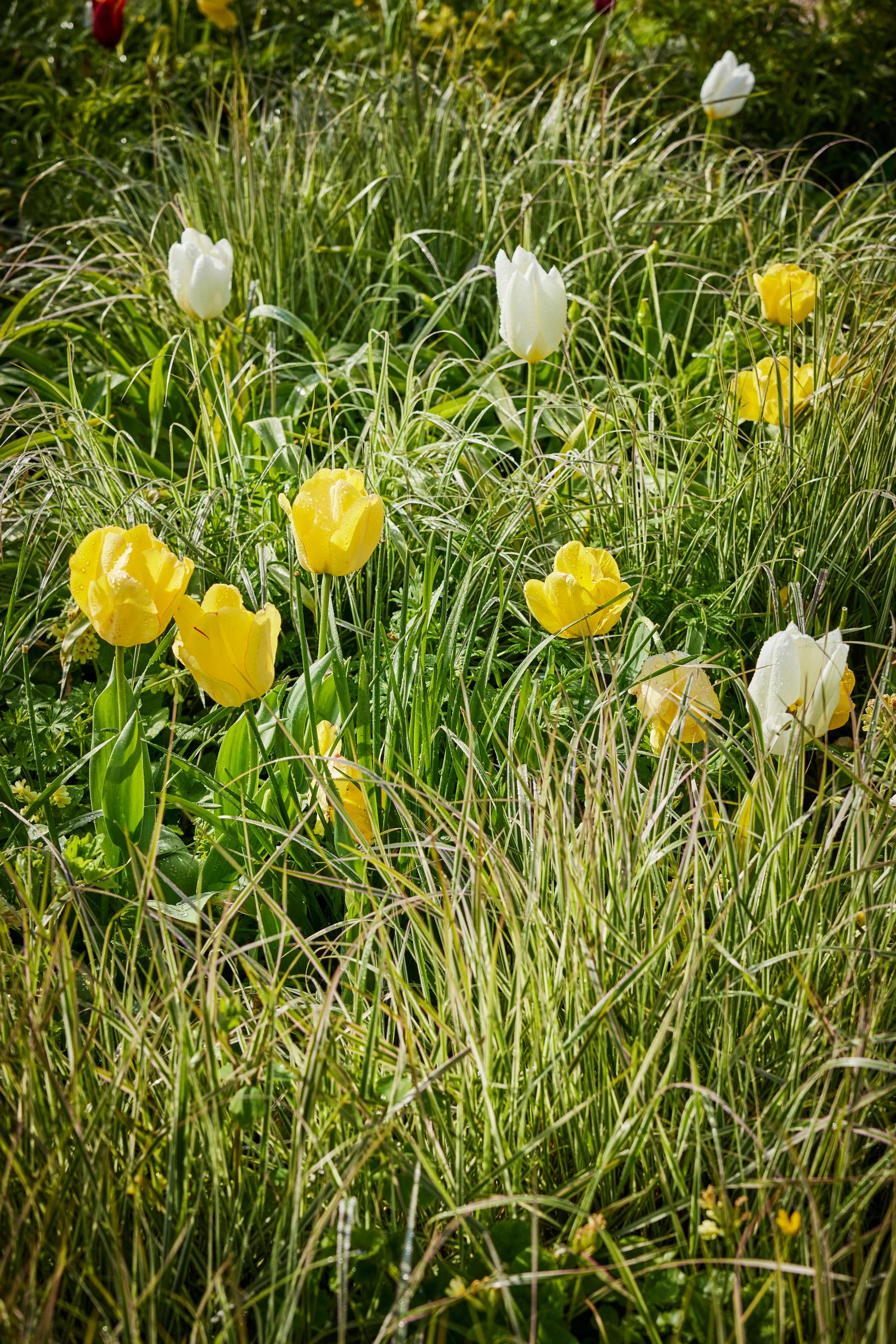 Jacqueline van der Kloet’s garden