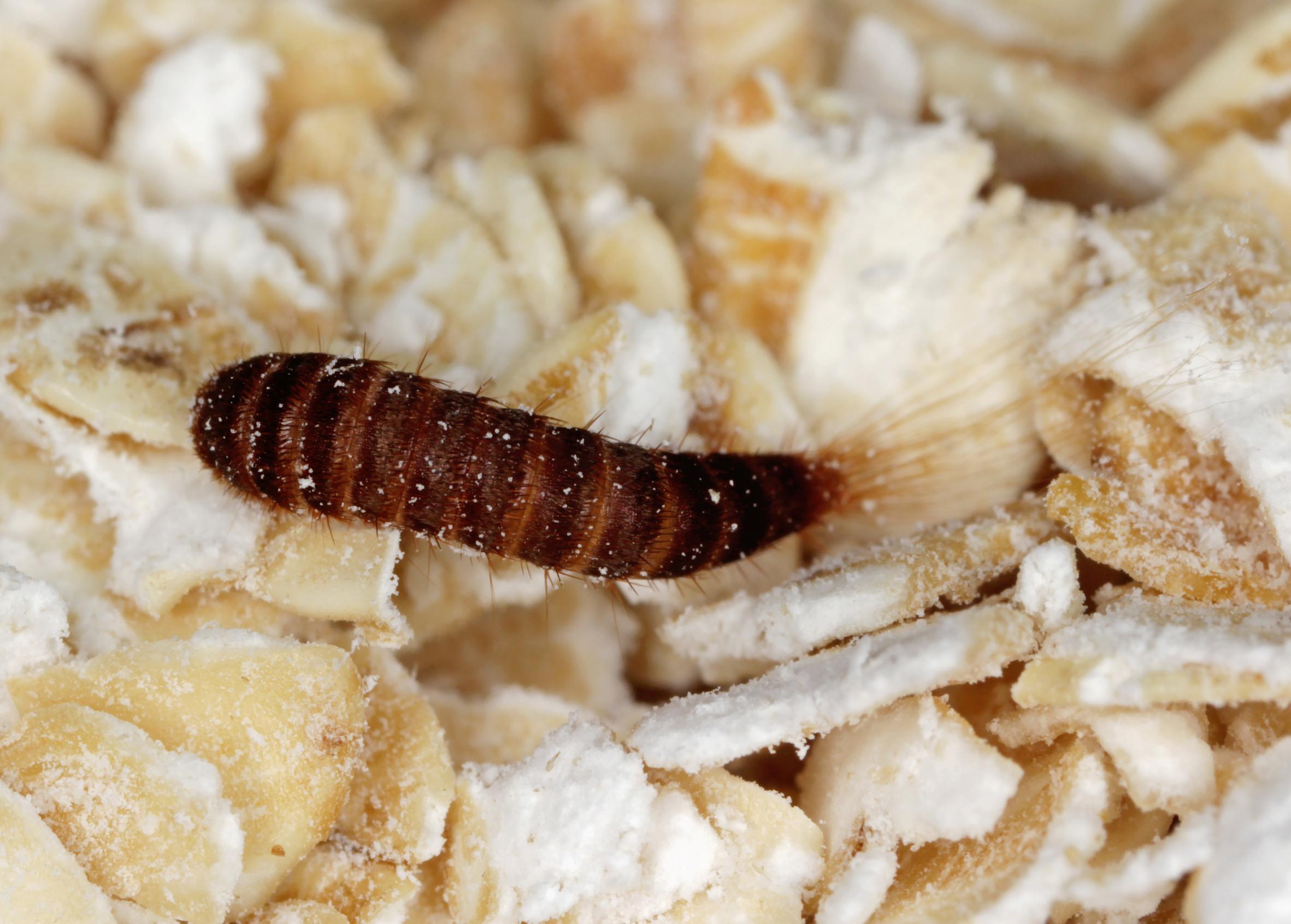 Larva of Attagenus woodroffei