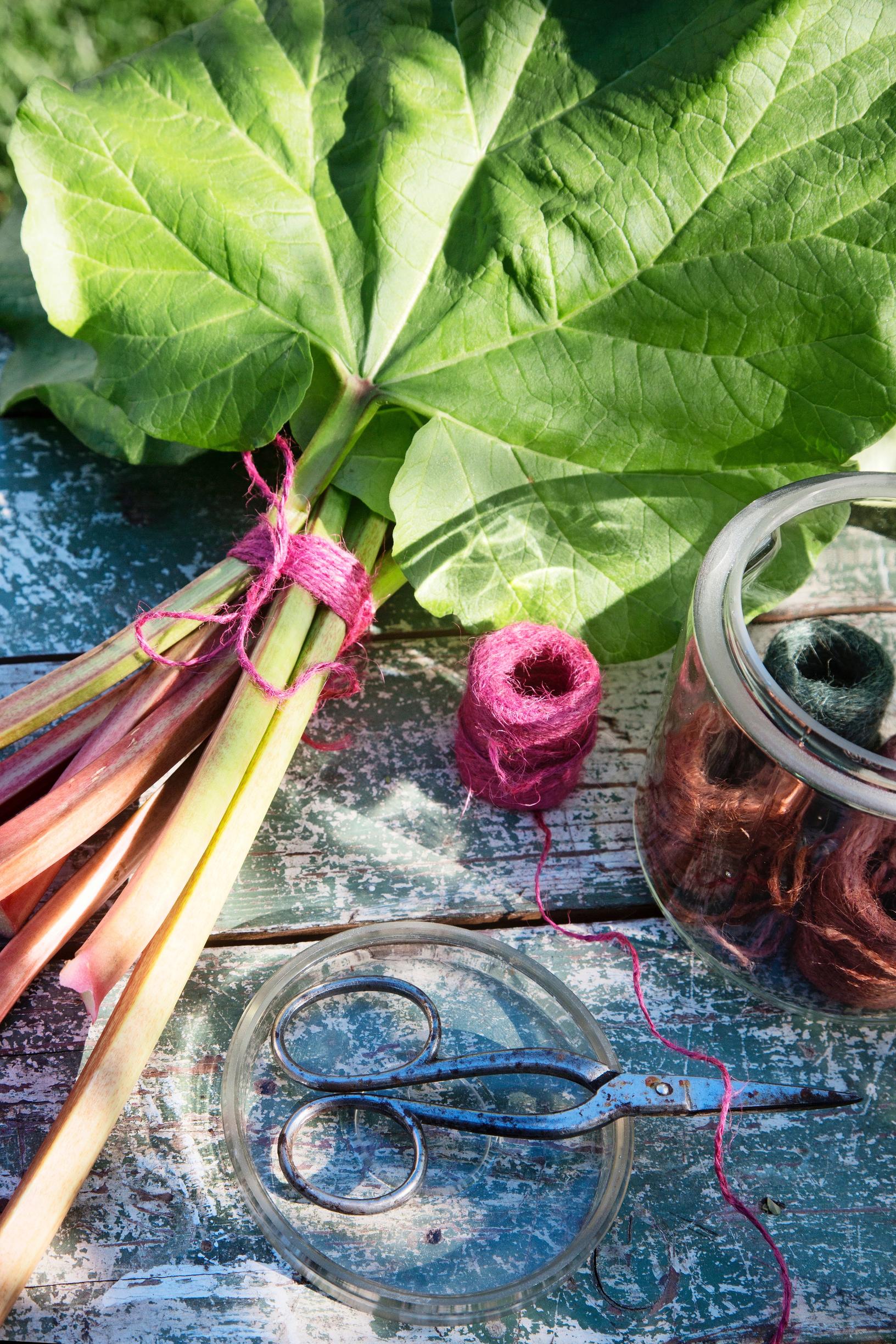 growing rhubarb