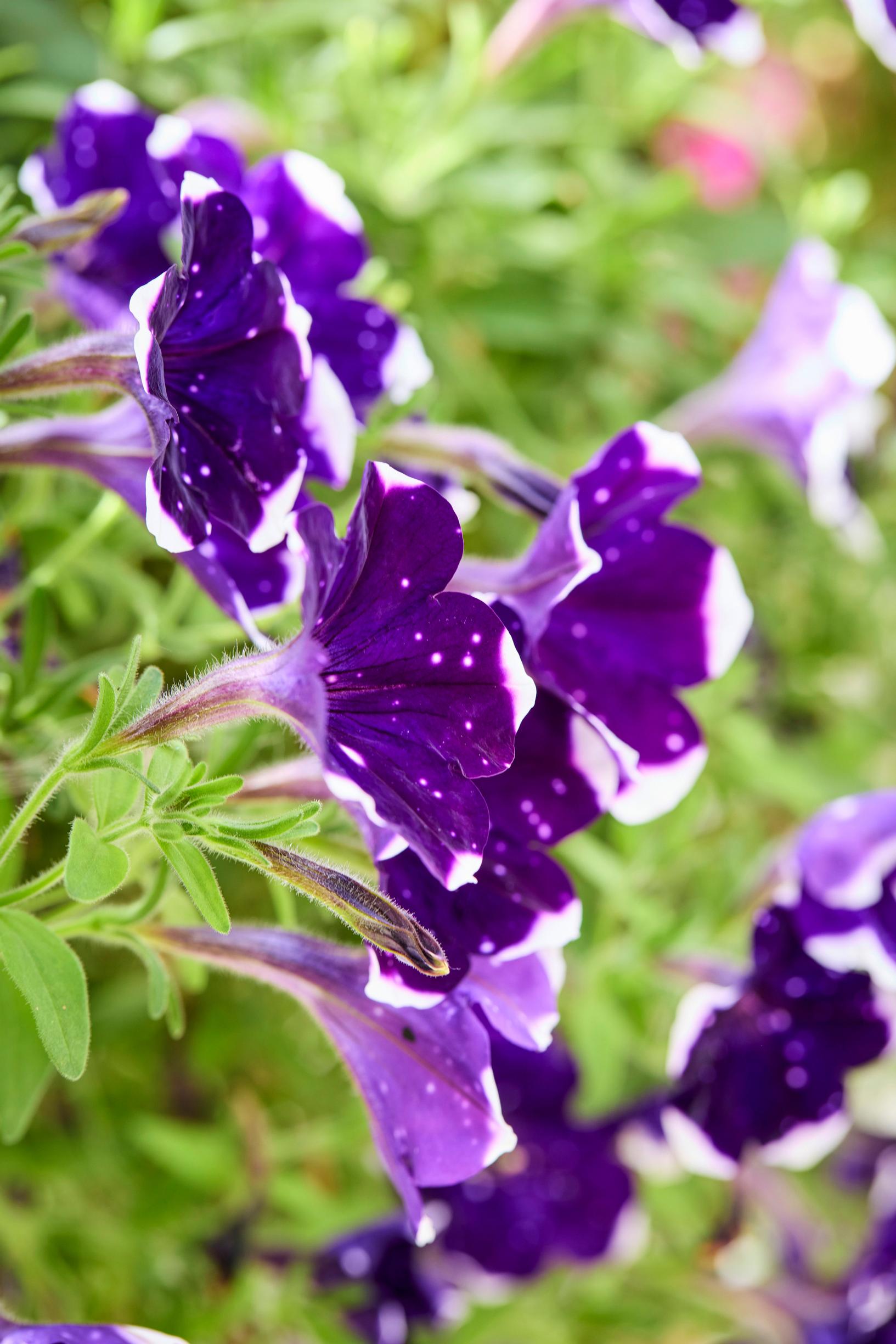 summer-flower hanging baskets: petunia