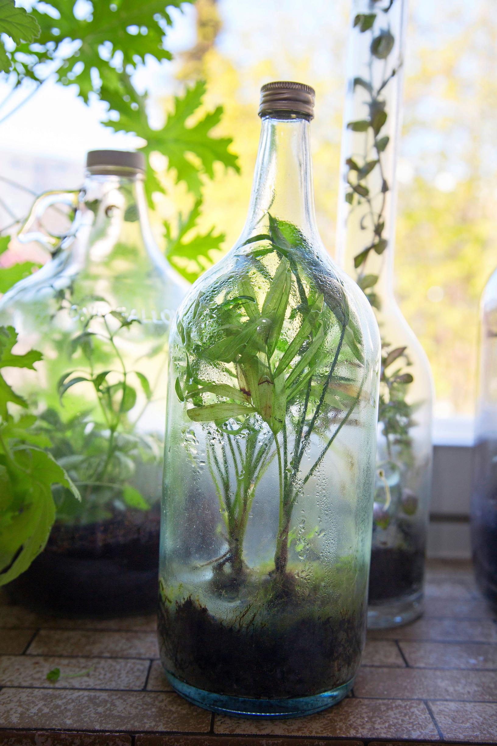 Bottle garden