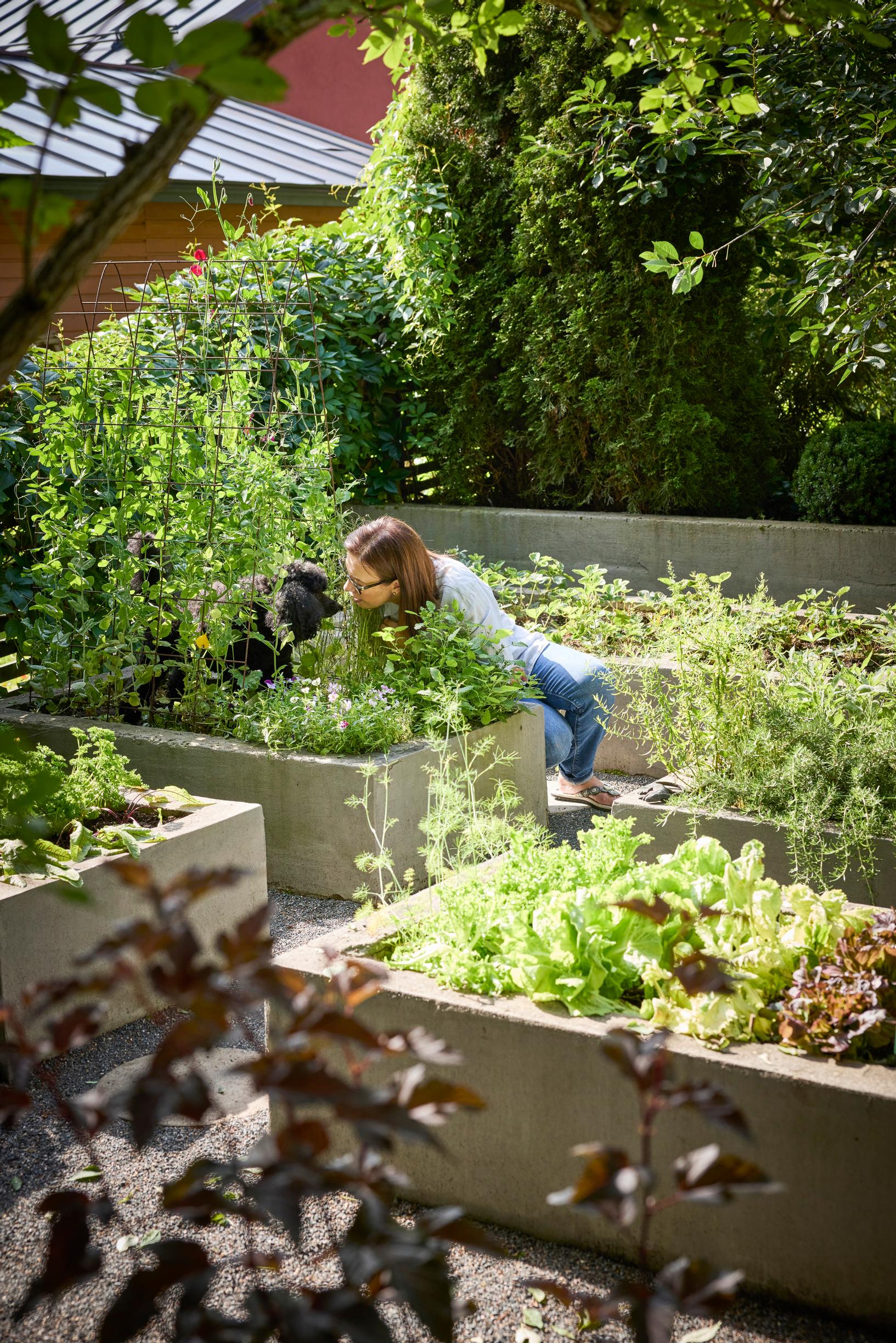 Kitchen garden in raised beds.