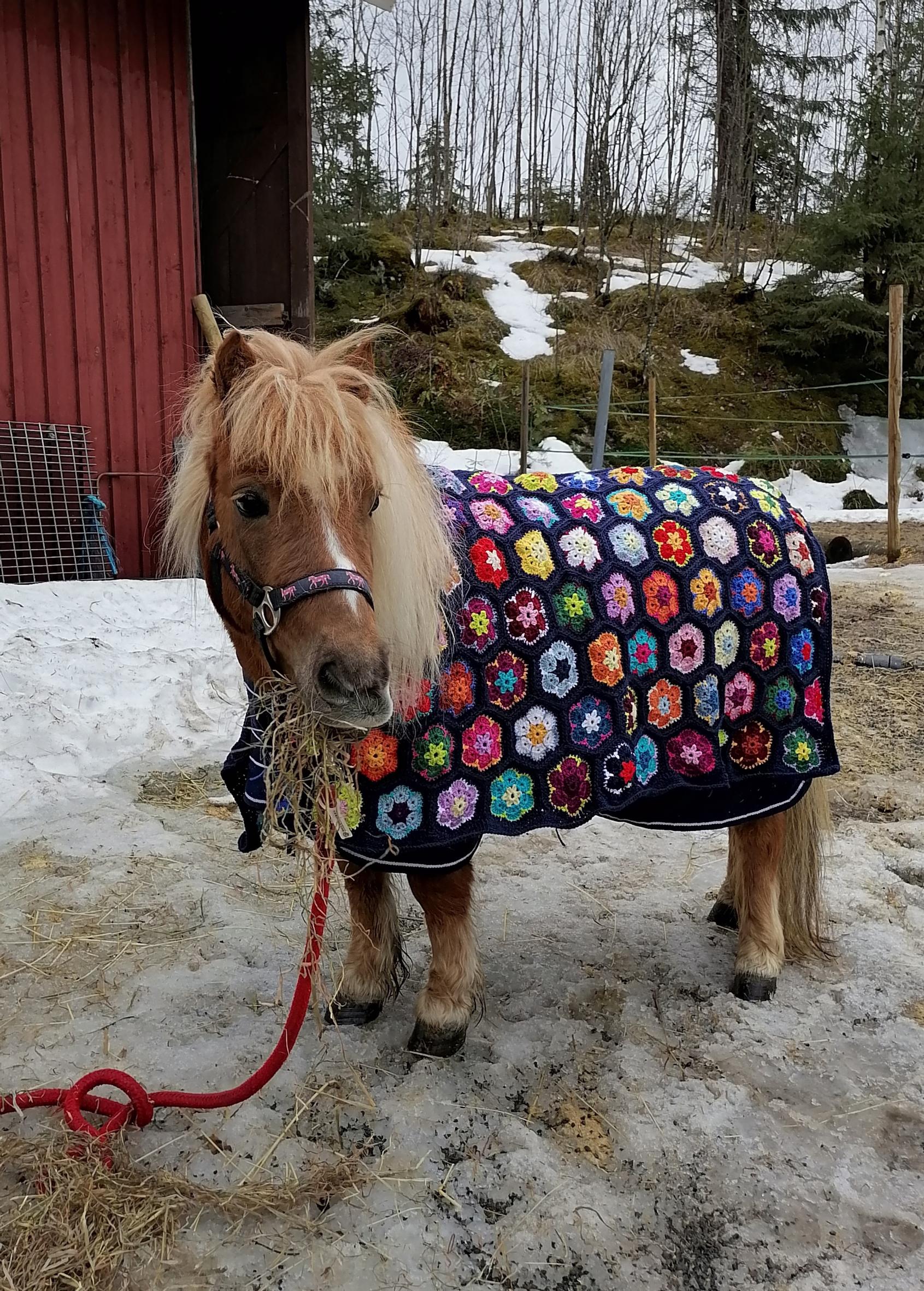 Ylläri the pony wearing a crocheted floral blanket