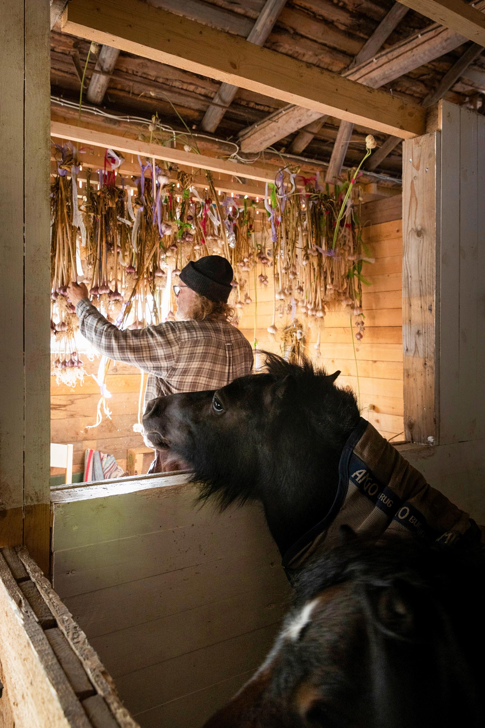 Pony manure provides vital nutrients for garlic.