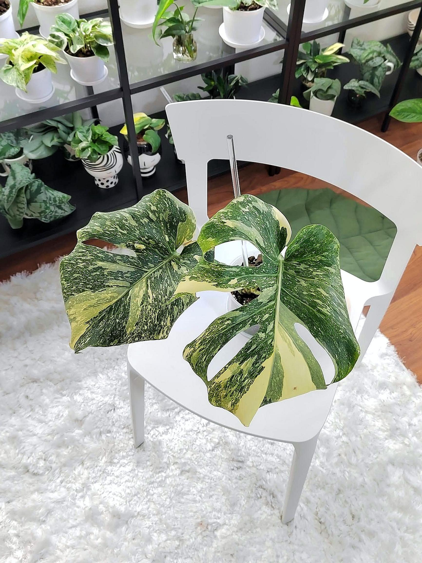 Monstera Thai Constellation Special Mutation