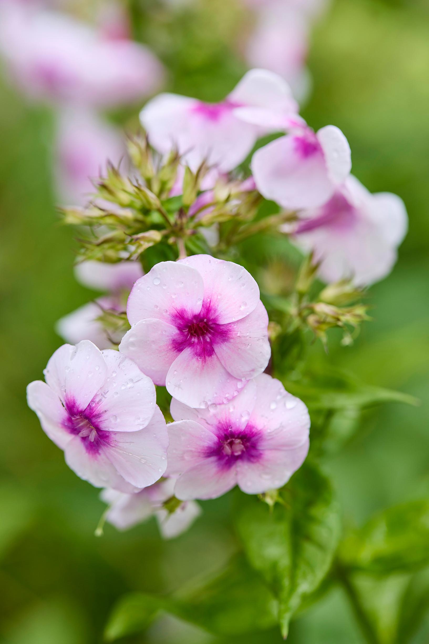 fall phlox varieties