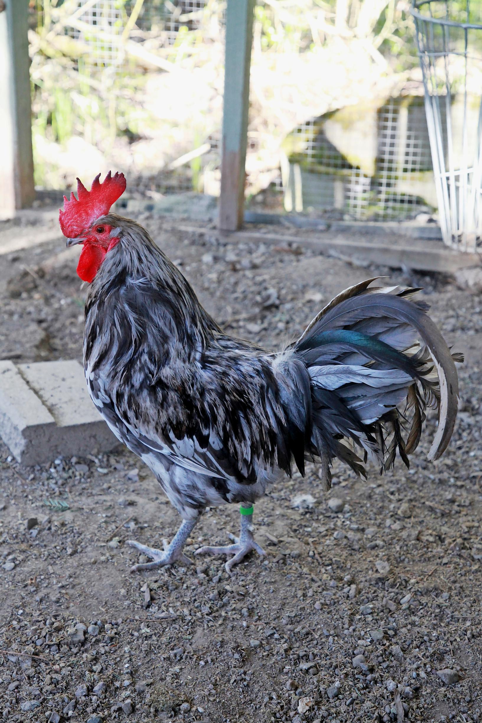 Rooster.