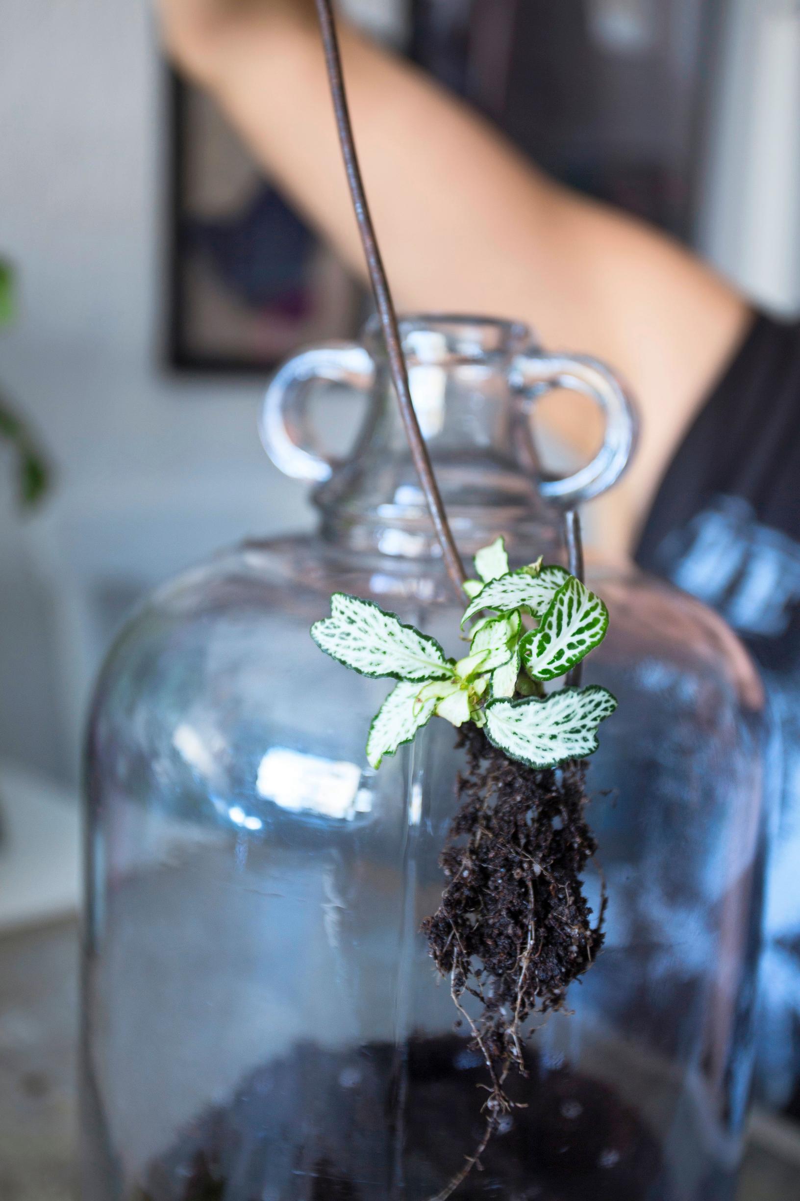 Bottle garden