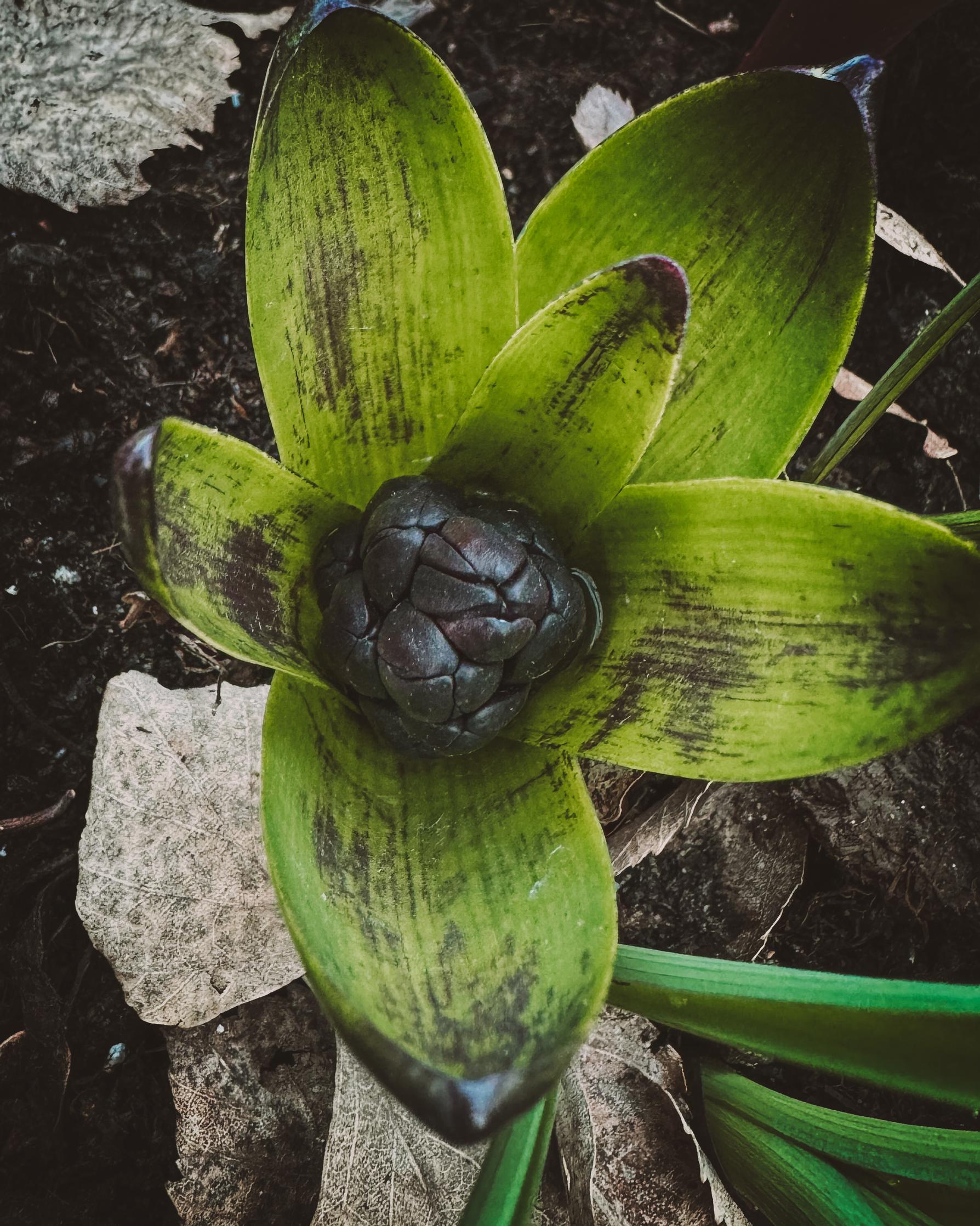 Hyacinth ‘Dark Dimension’.