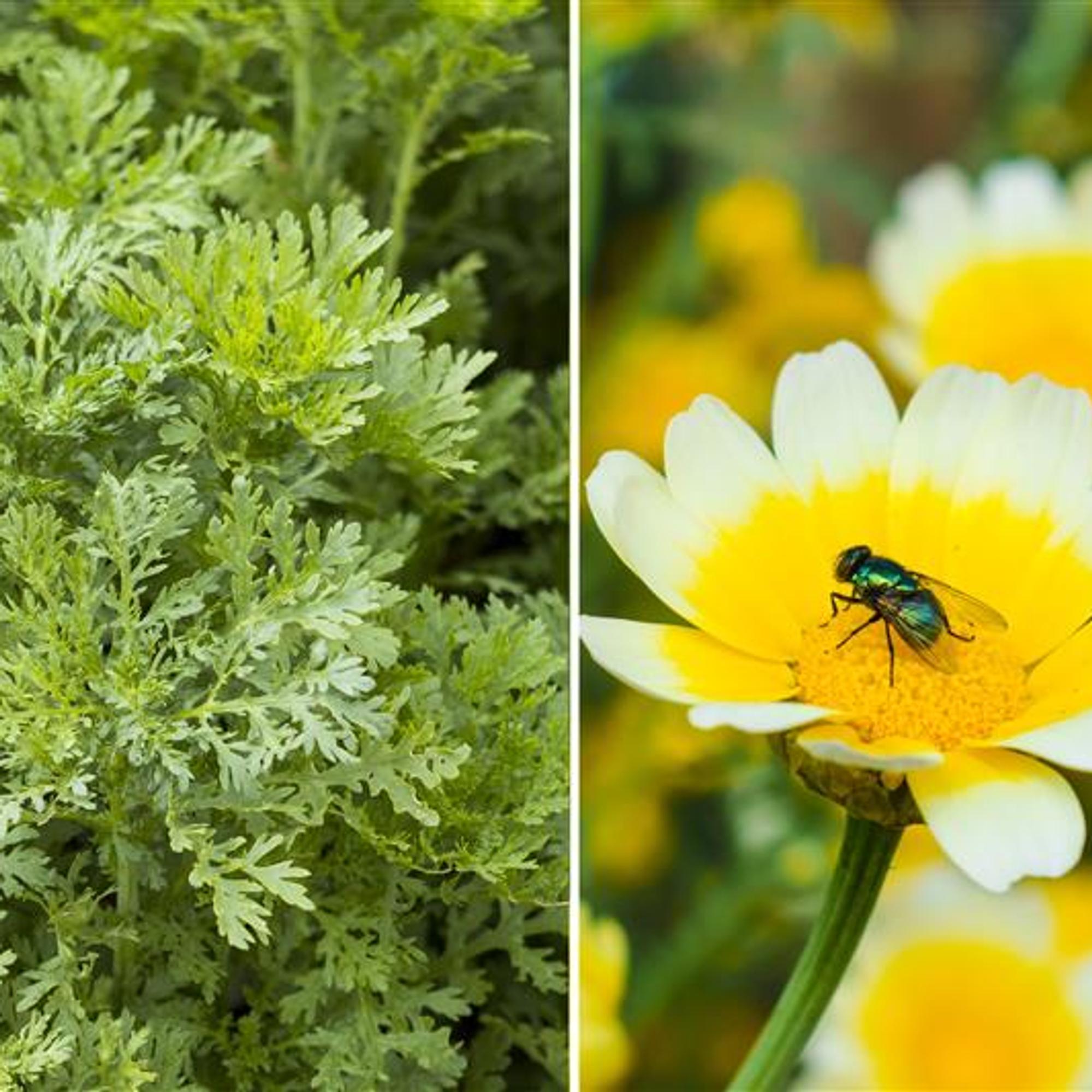 Crown daisy—just as delicious as arugula but even prettier! 