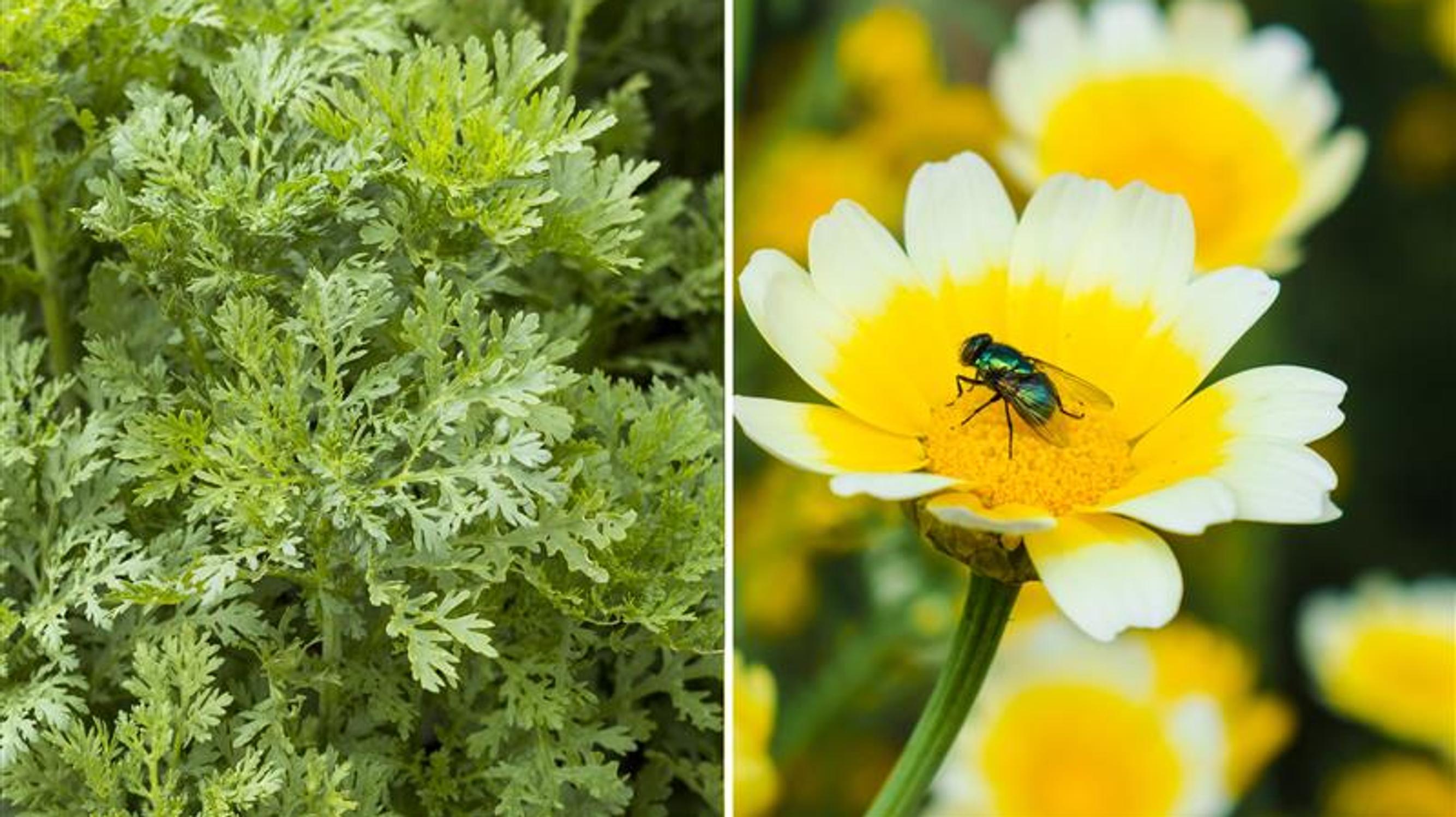 Crown daisy—just as delicious as arugula but even prettier! 