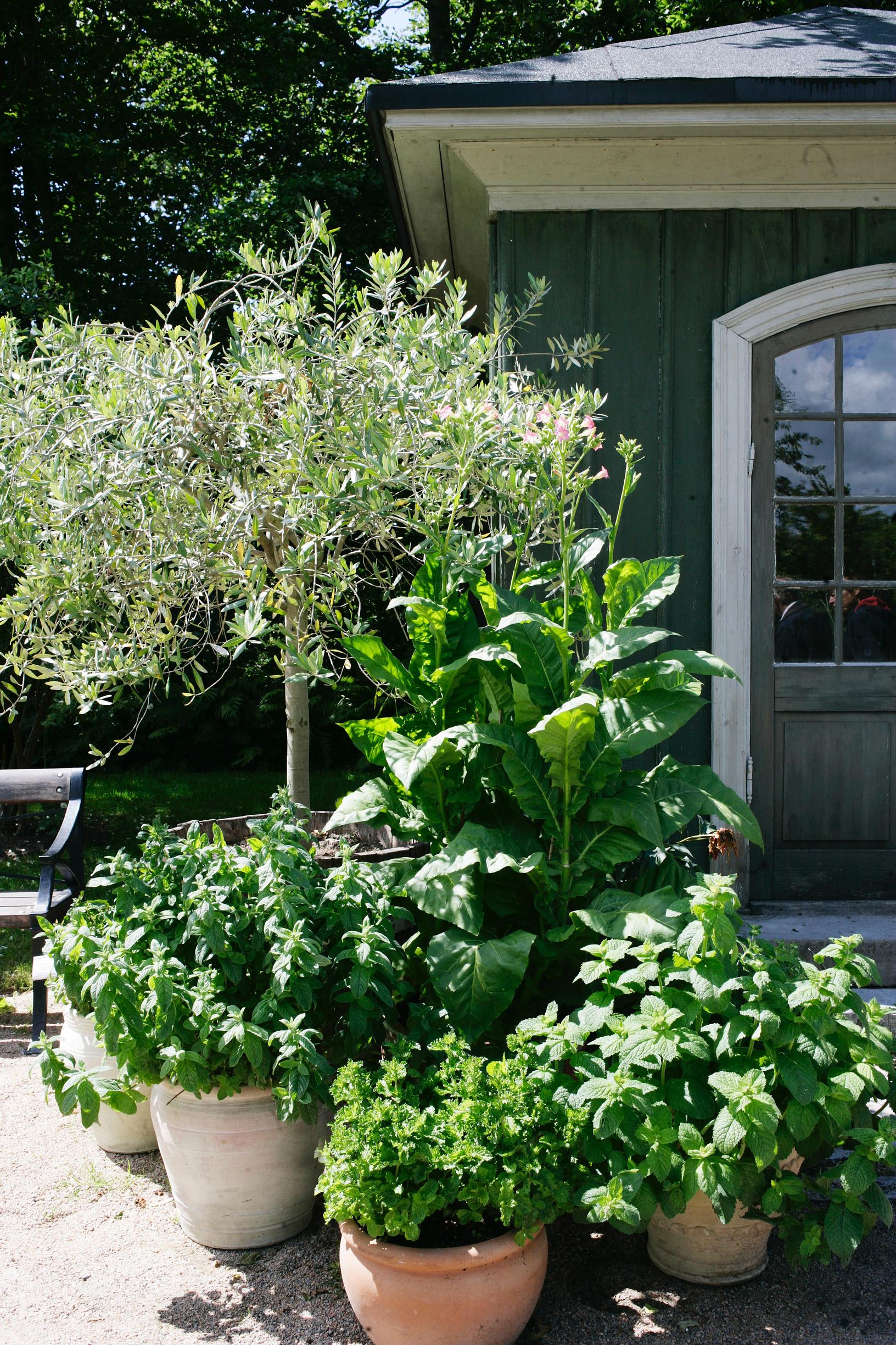 Olive tree care: instructions for growing and overwintering