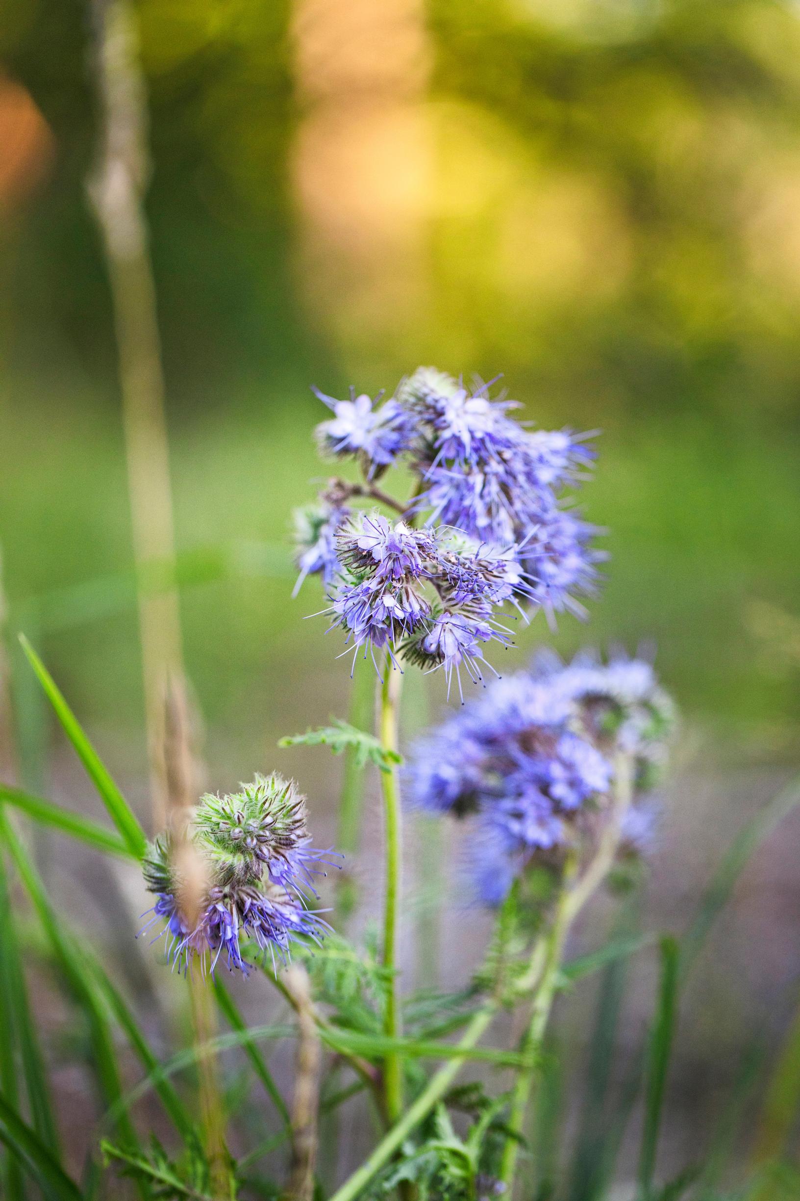 The color of phacelia resembles lavender’s shade of purple
