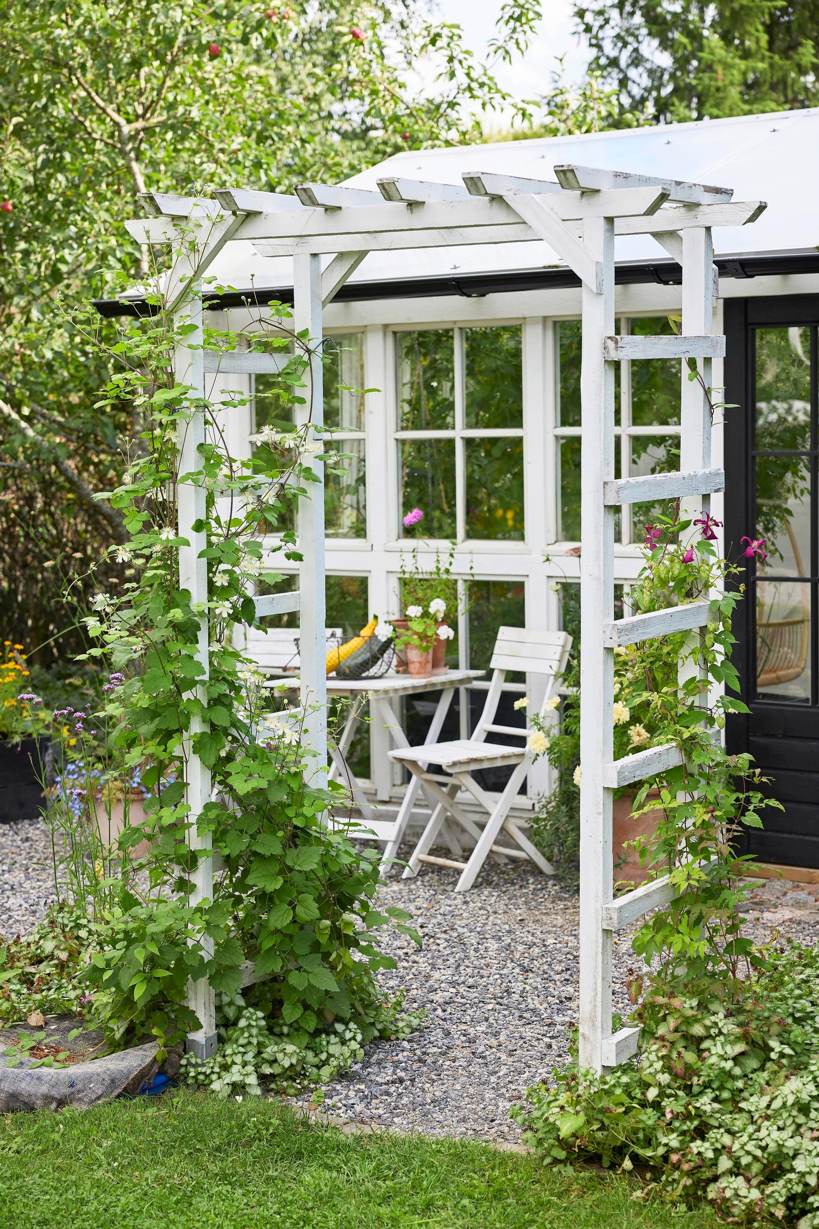 Vine clematis and white clematis bloom on the arch leading to the greenhouse.