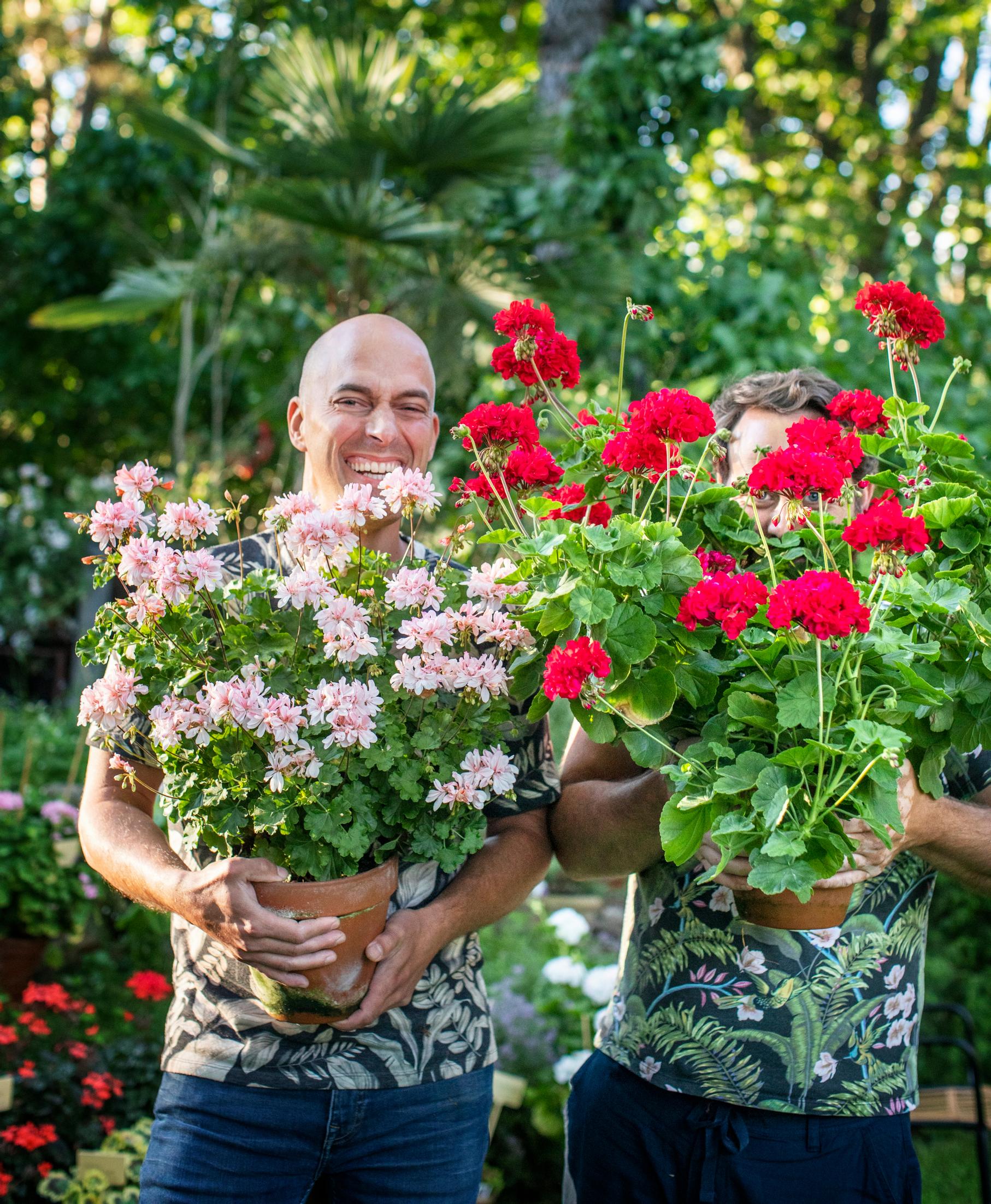 Tommi Långström and Mikael Lindholm holding beautiful pelargoniums