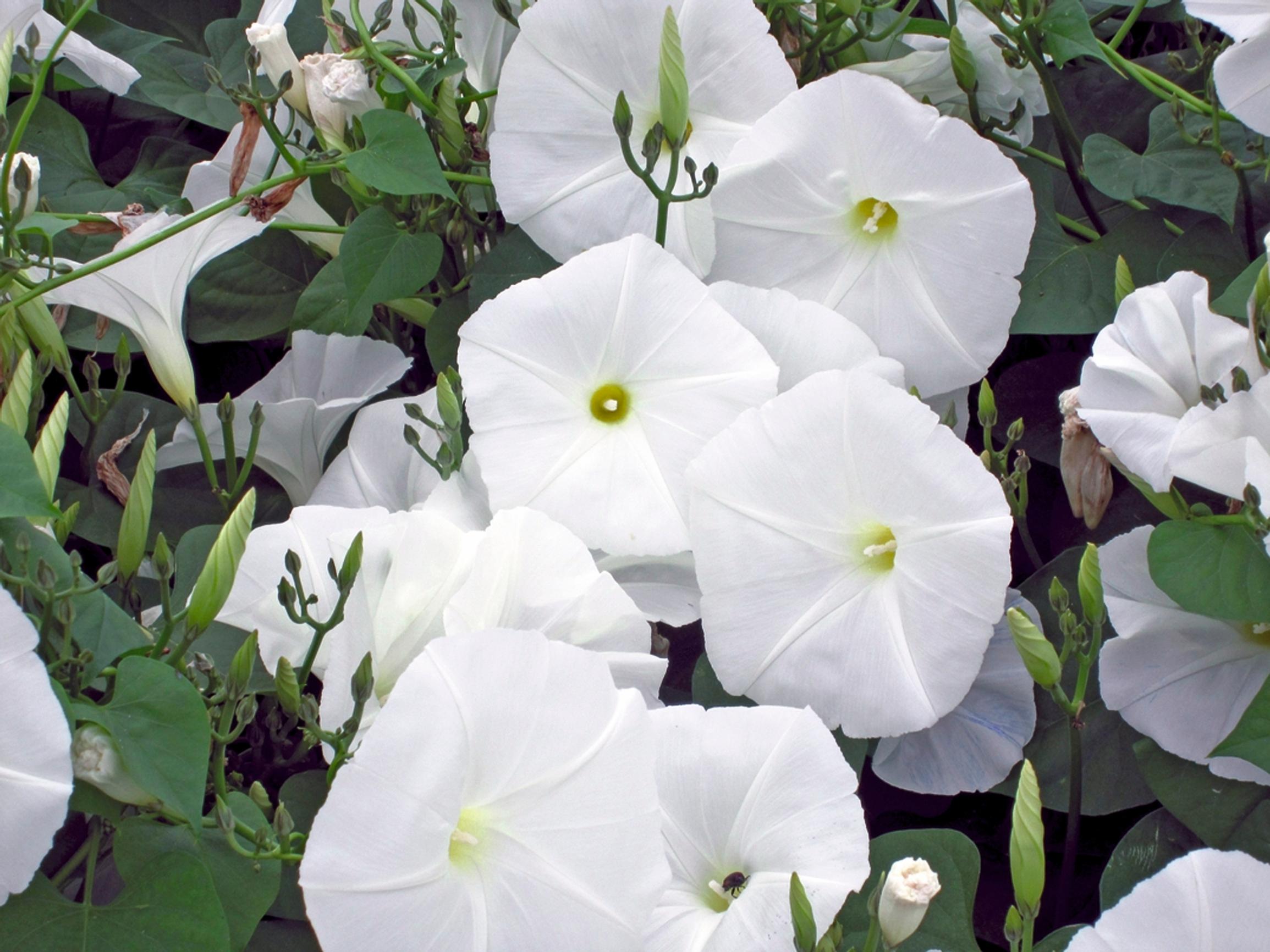 Moonvine