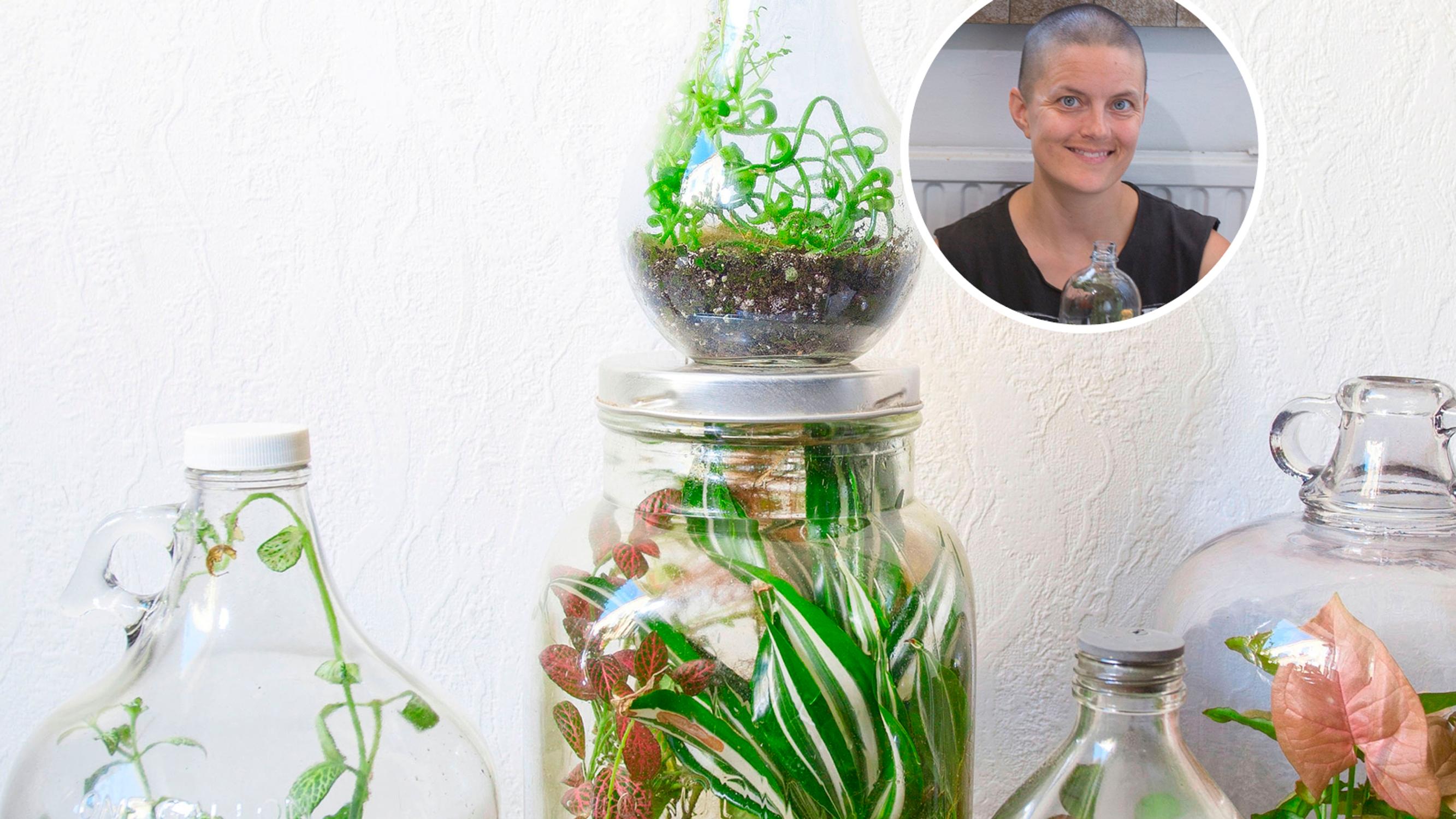 A bottle garden thrives by itself and without watering—check out the top 5 bottle plants!