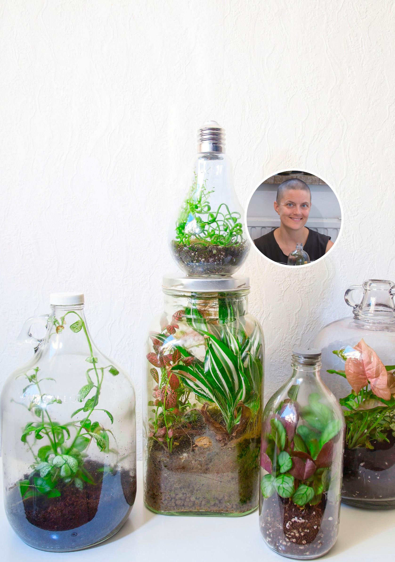 A bottle garden thrives by itself and without watering—check out the top 5 bottle plants!