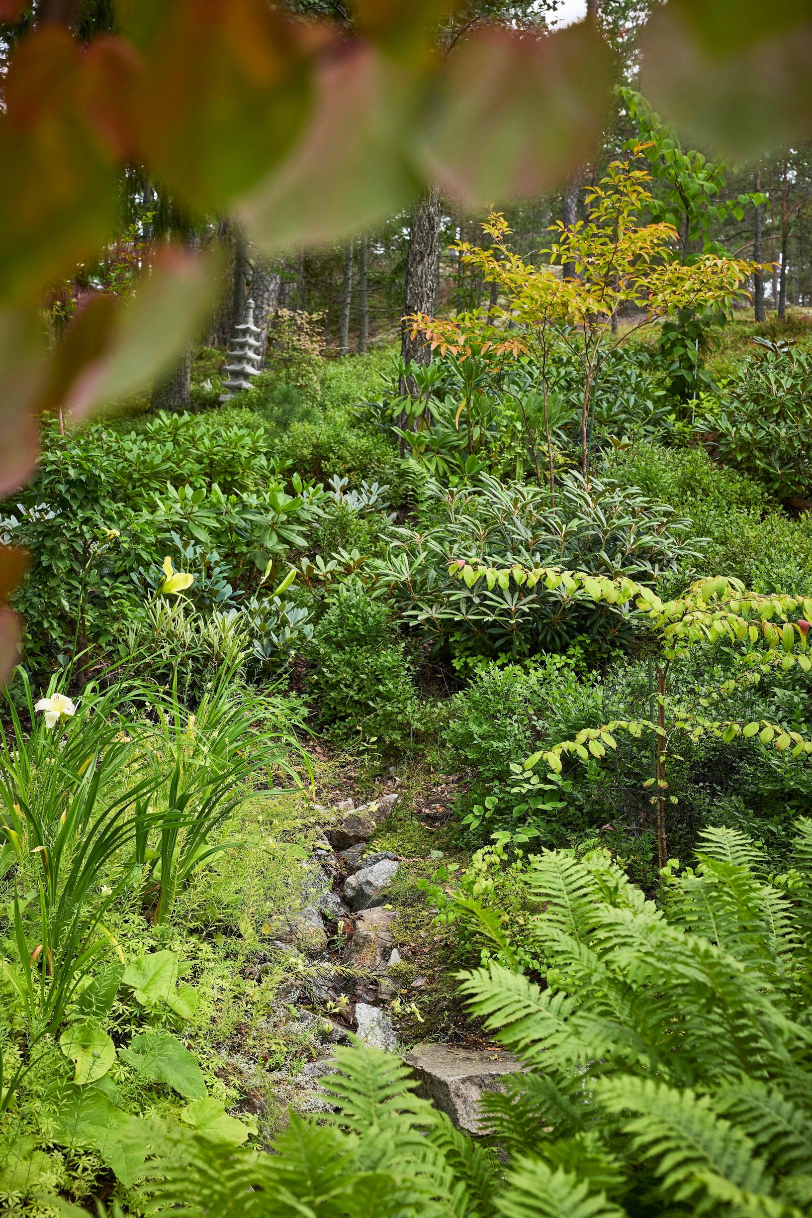 Moosegarden: in the woodland garden at the top of the lot, there are rhododendrons and unusual trees: the reddish tree is a Japanese stewartia, and a dove tree grows behind it on the right. In front on the right is viburnum ‘Kilimanjaro.’
