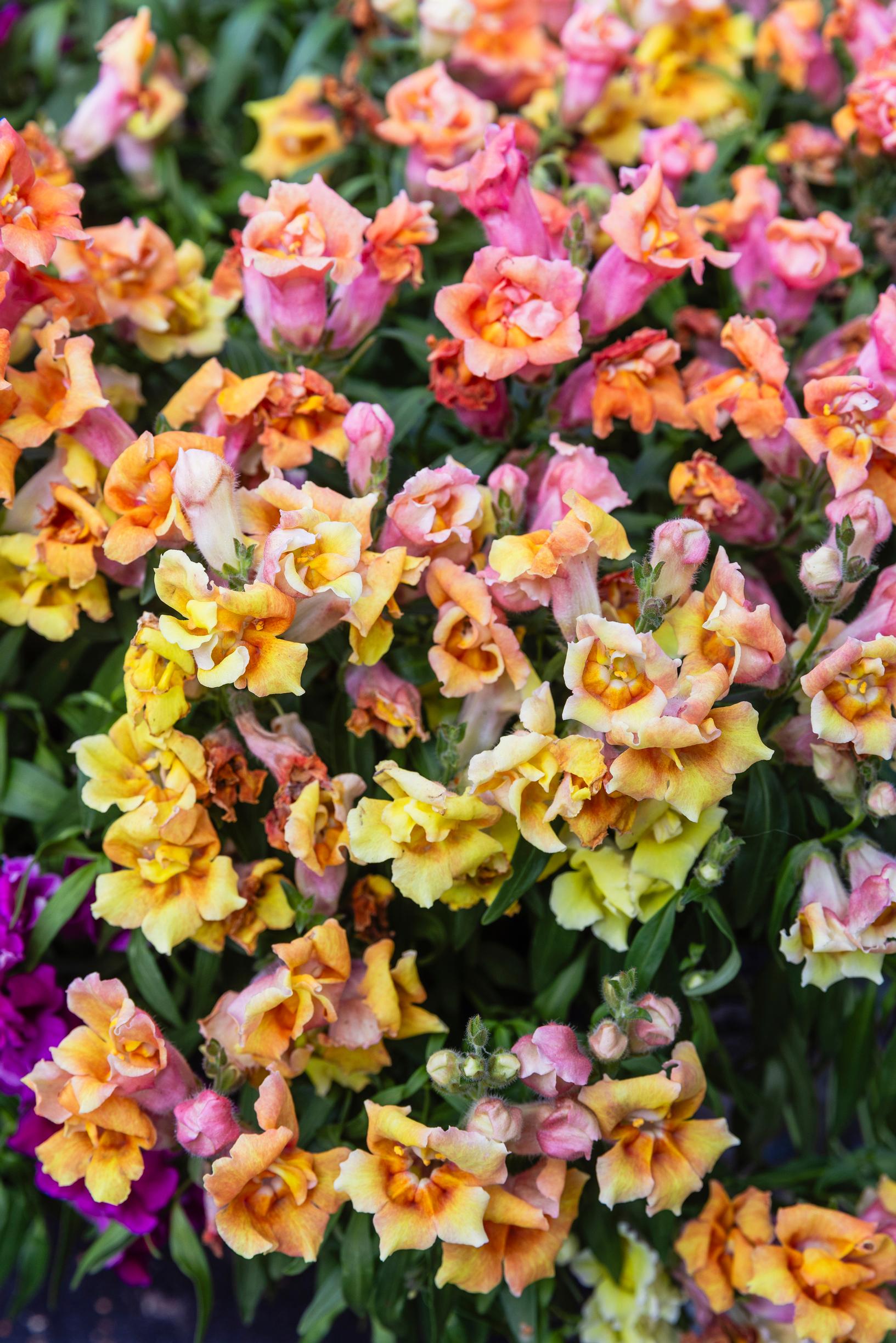 Snapdragon Twinny series