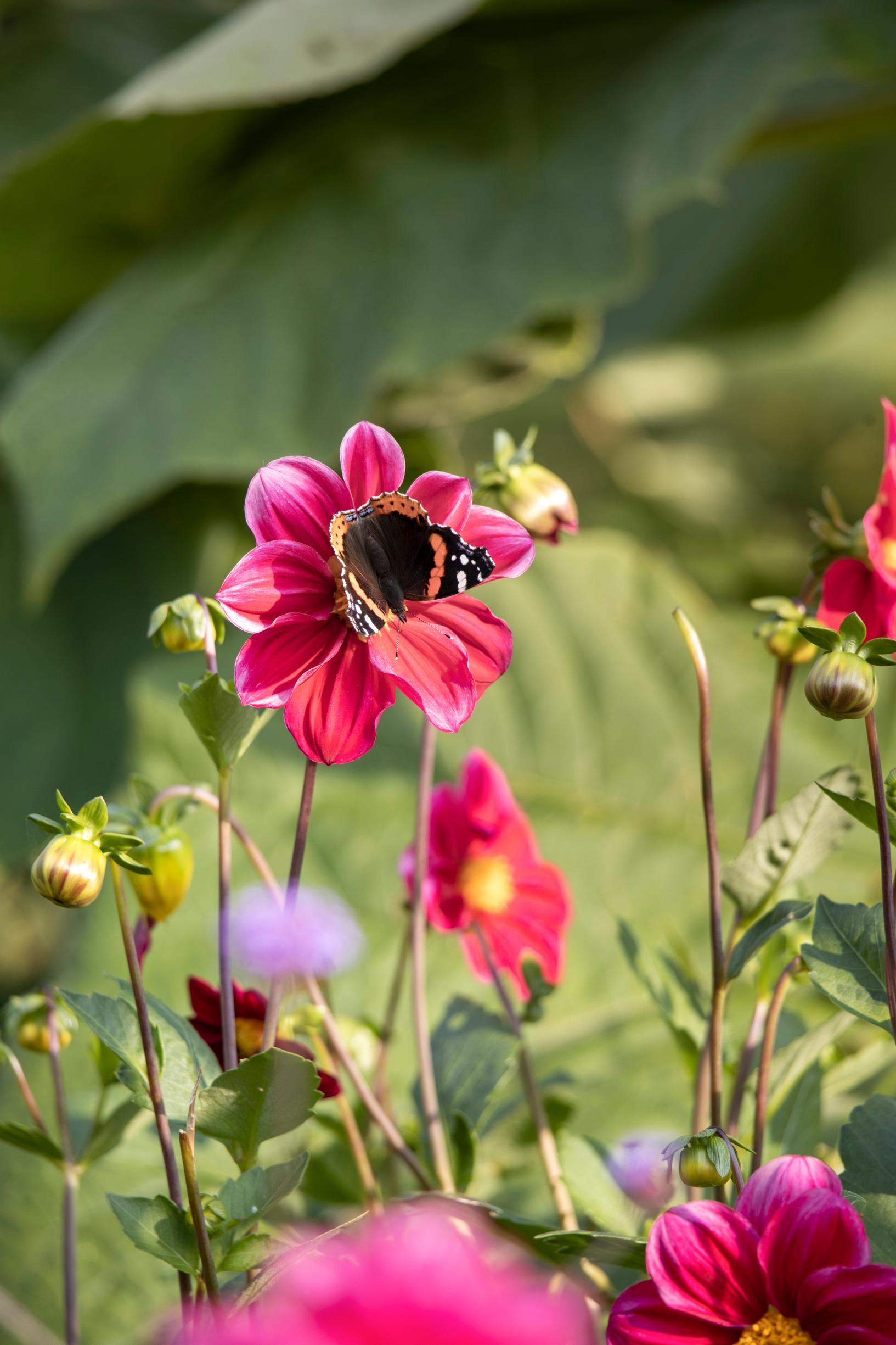 Dahlia grown from seed.