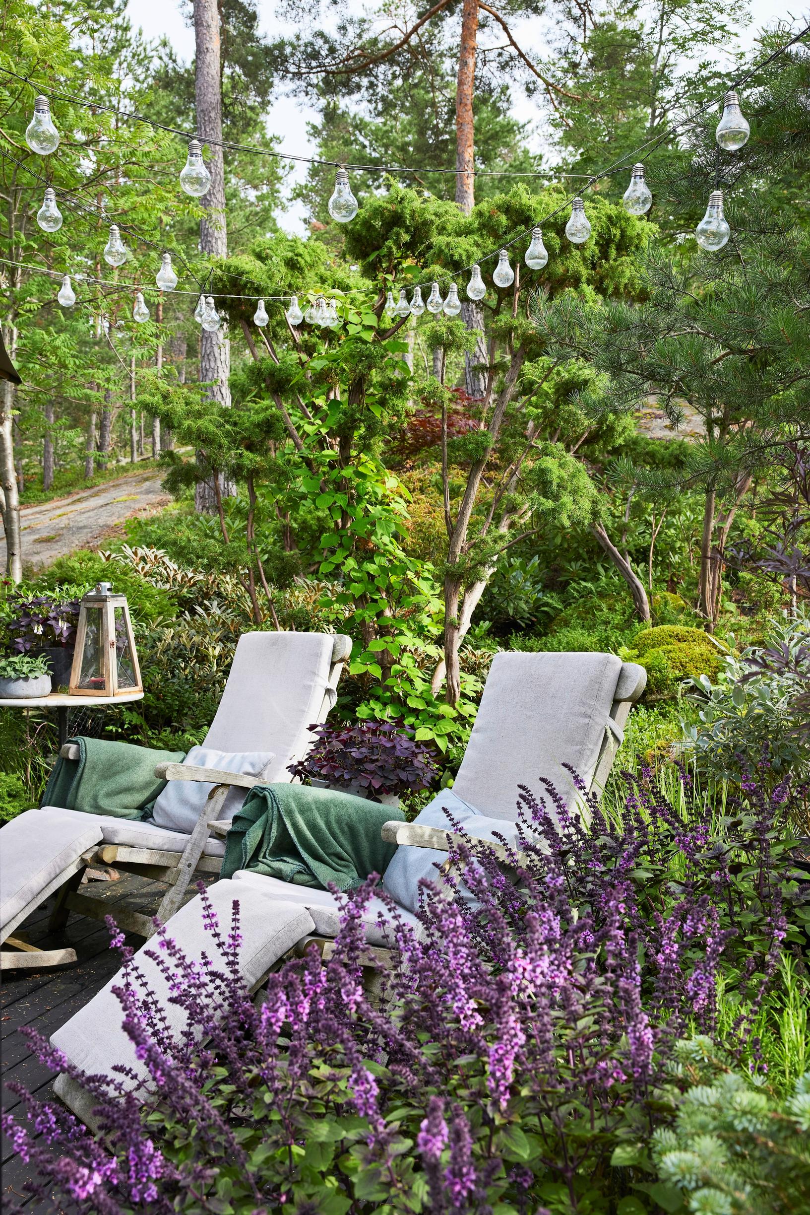 Moosegarden: the terrace is adorned with the abundantly blooming ‘Magic Mountain’ basil
