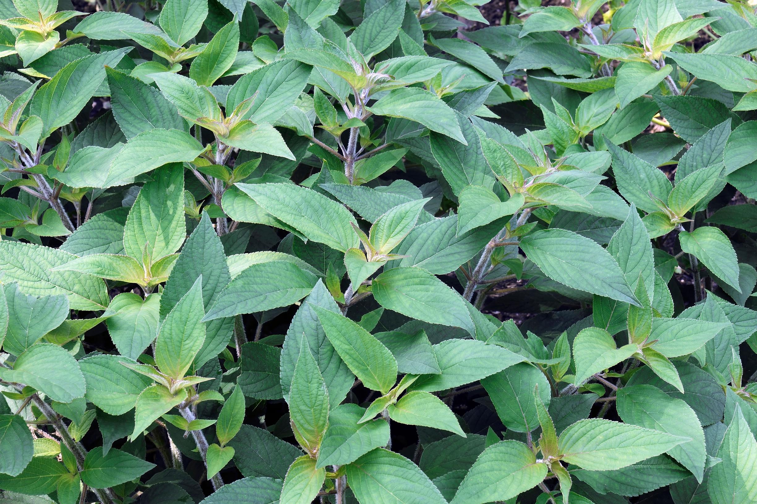 How to grow sage: pineapple sage or salvia elegans