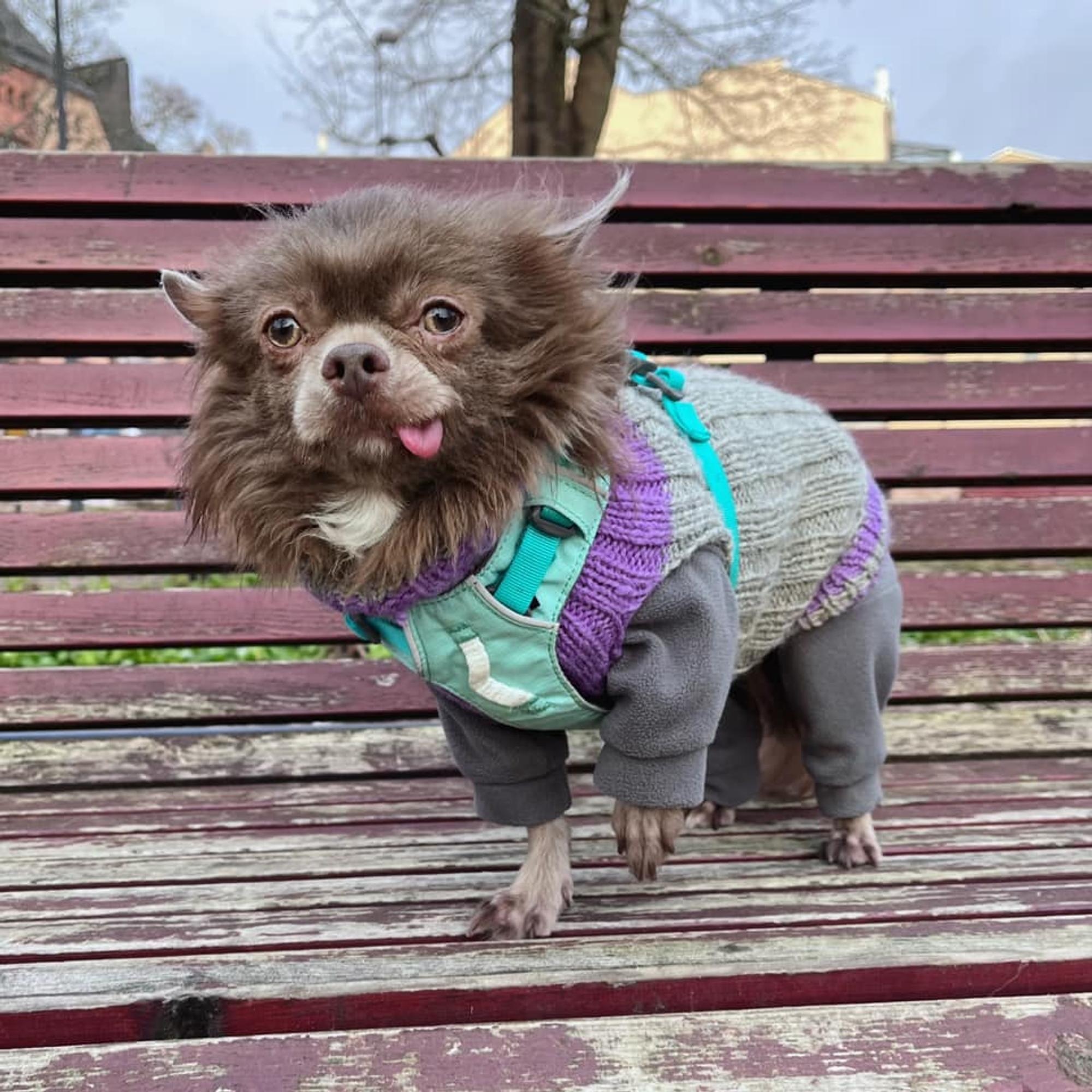 A furry Chihuahua dressed in a mint green and purple winter outfit.
