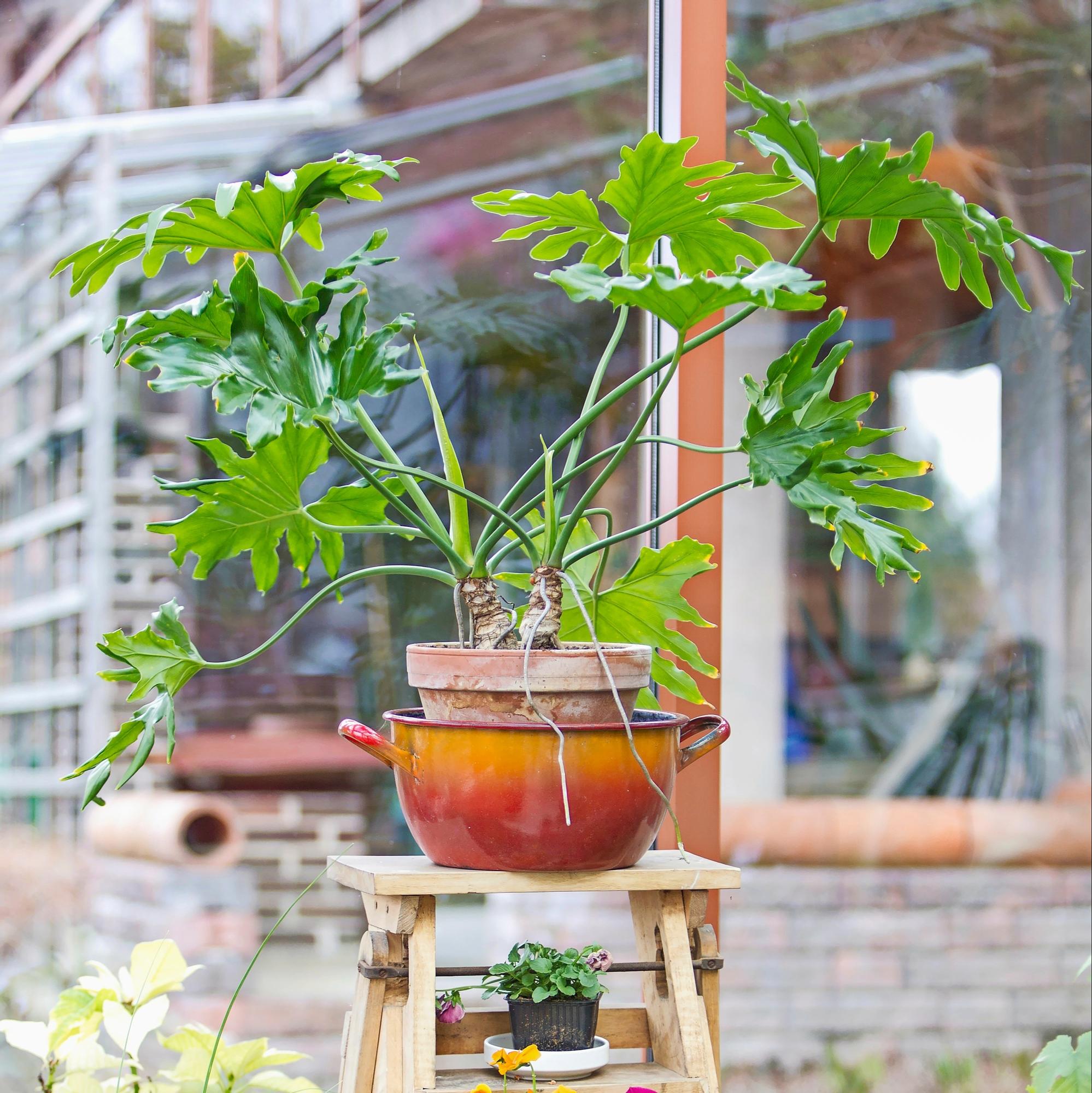 philodendron peikonkämmen
