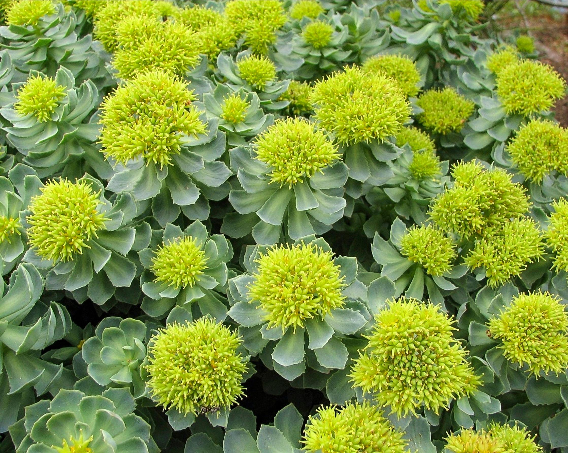Roseroot ‘Reitkalli’