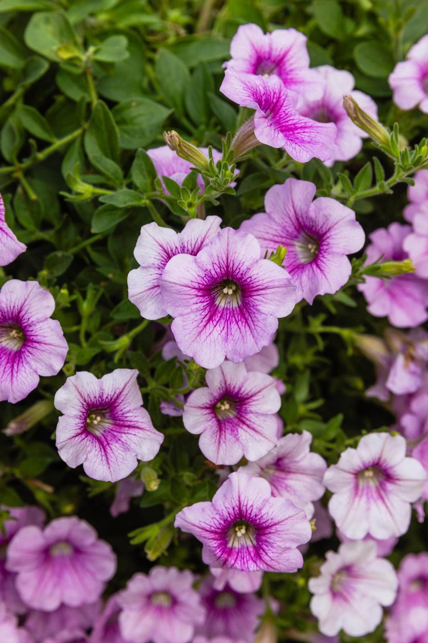 Pink petunia