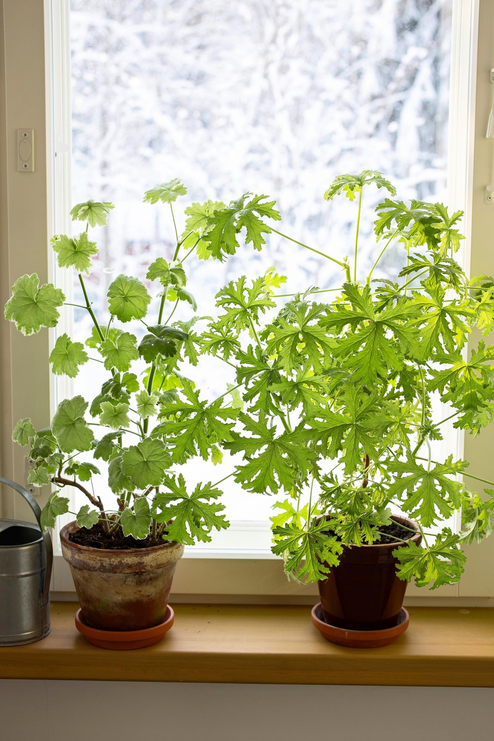 Overwintering a pelargonium