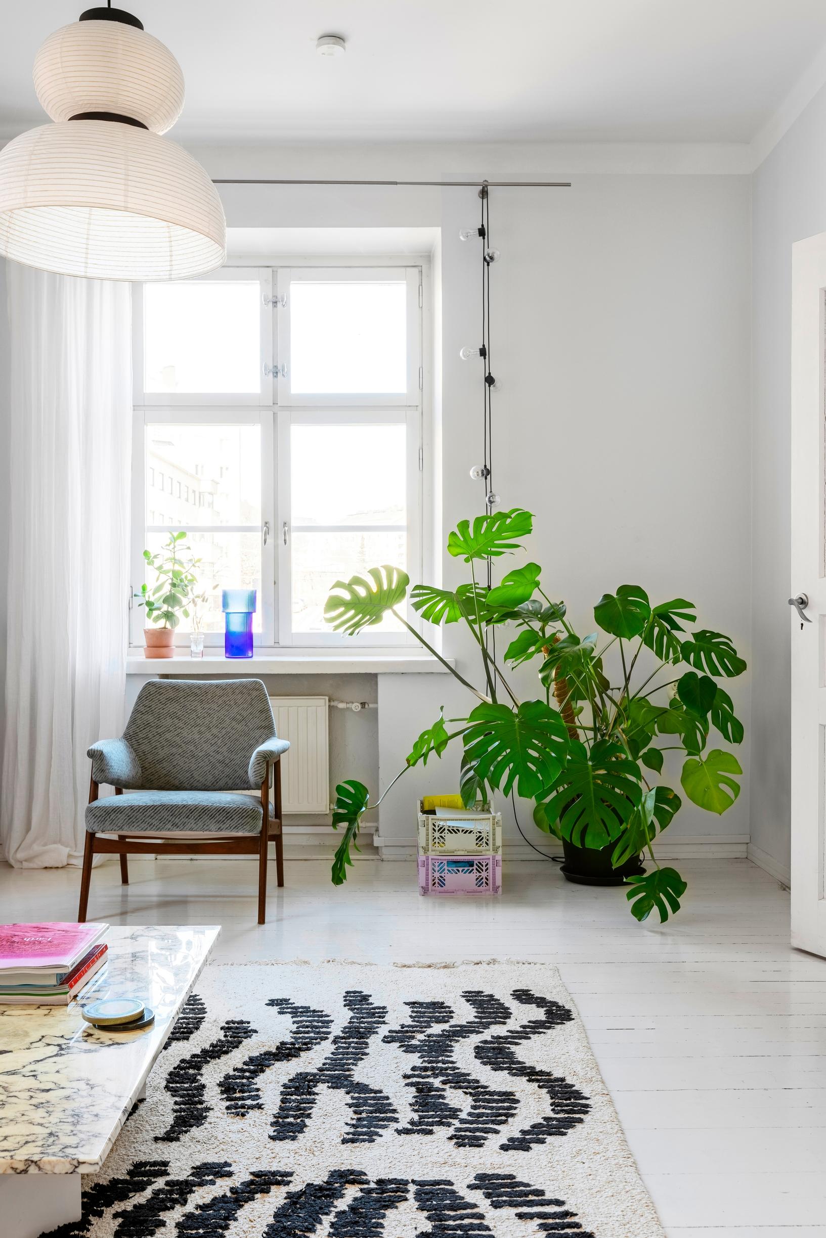A large monstera in the living room