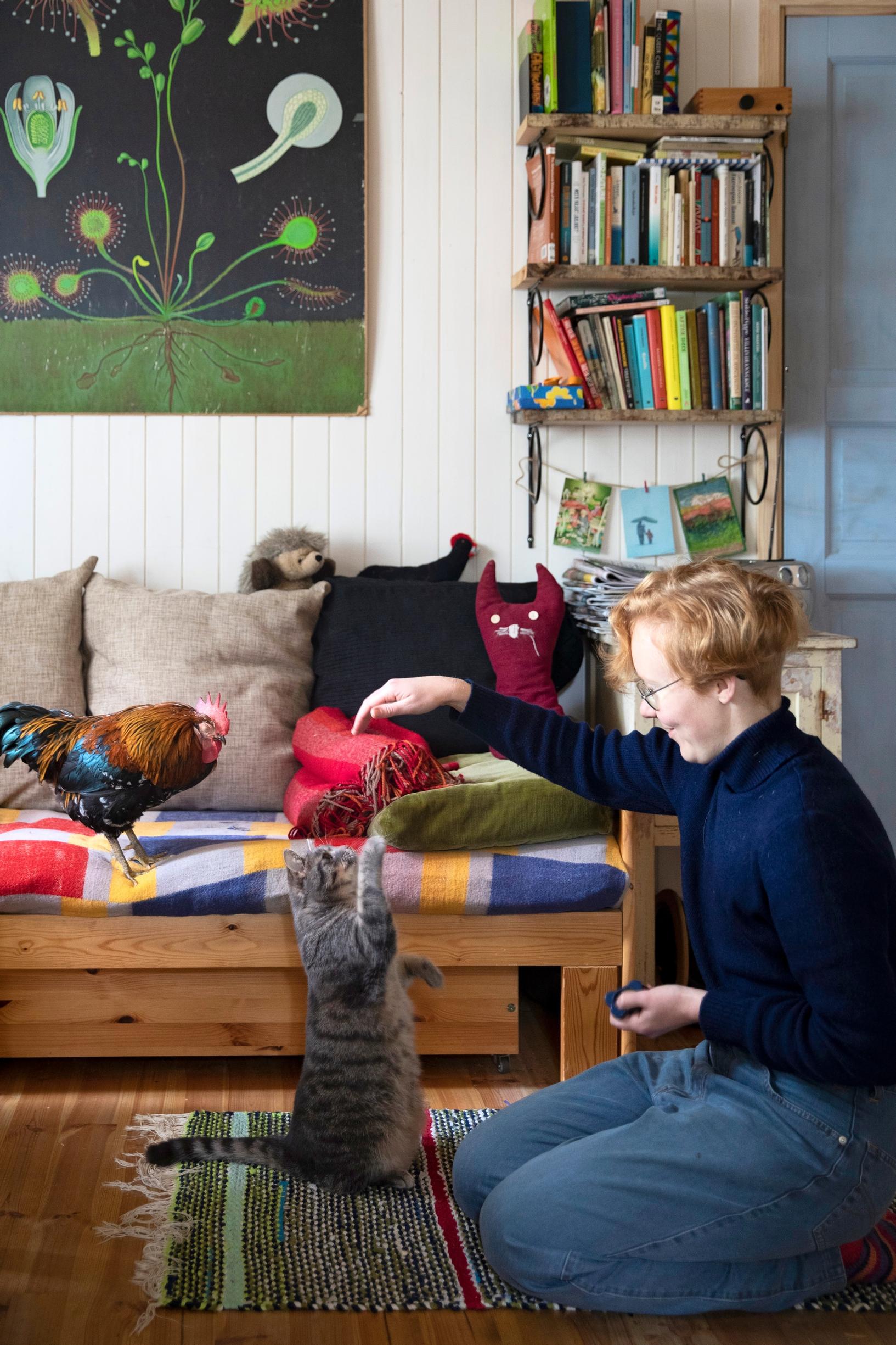 woman playing with cat while rooster observes from sofa