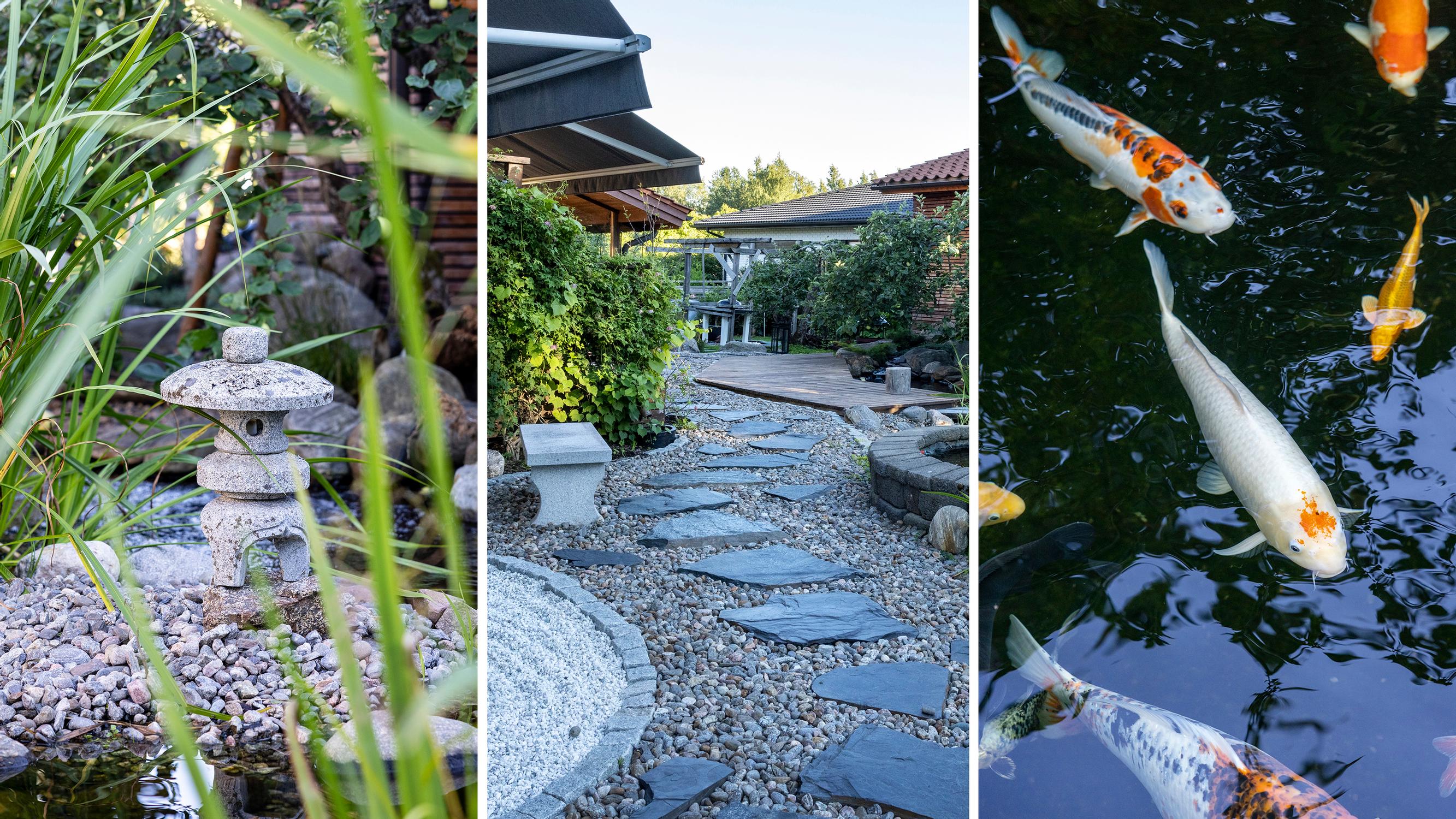 Japanese-style garden with 40 carp: “It took a couple of years to persuade my wife”