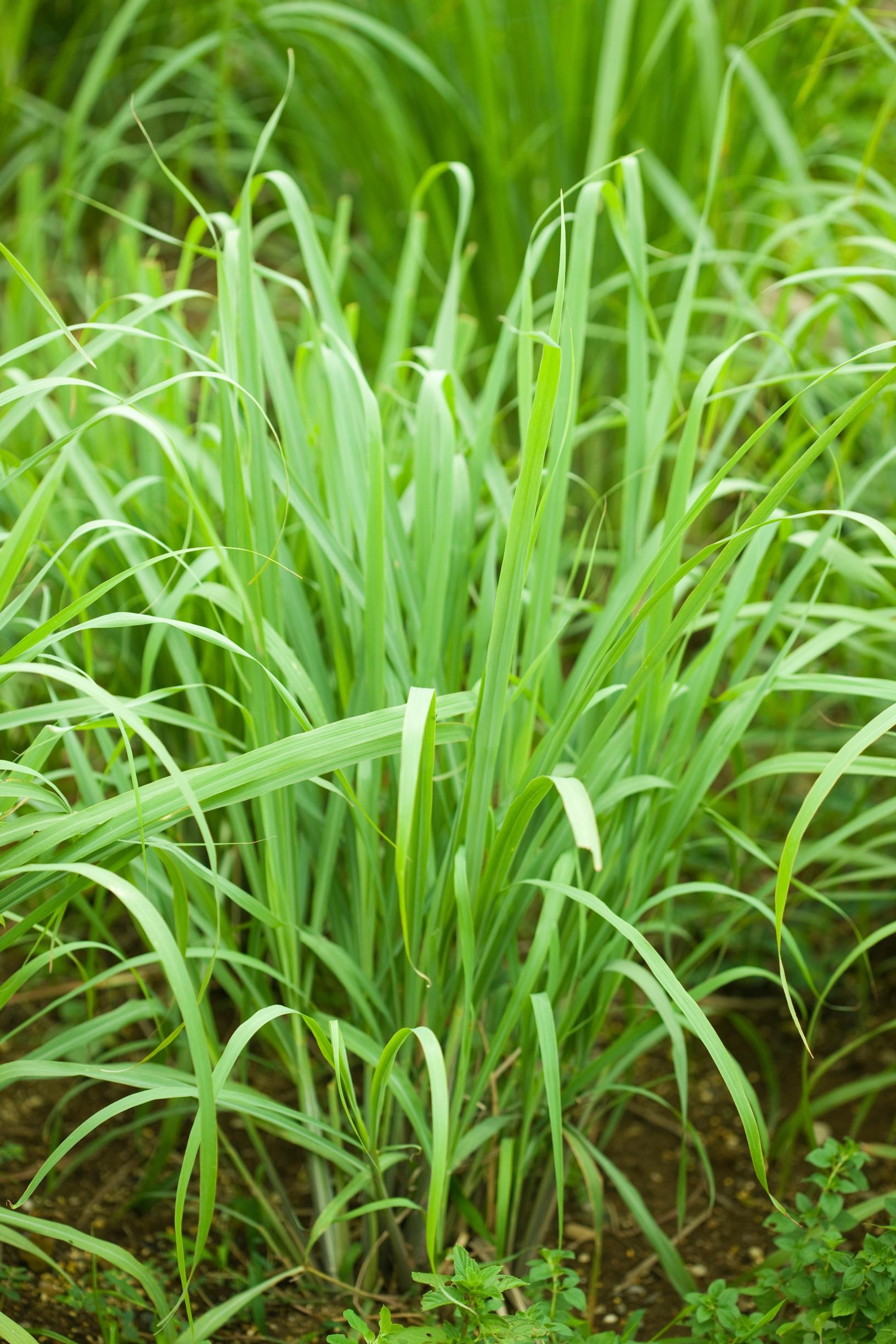 Growing lemongrass
