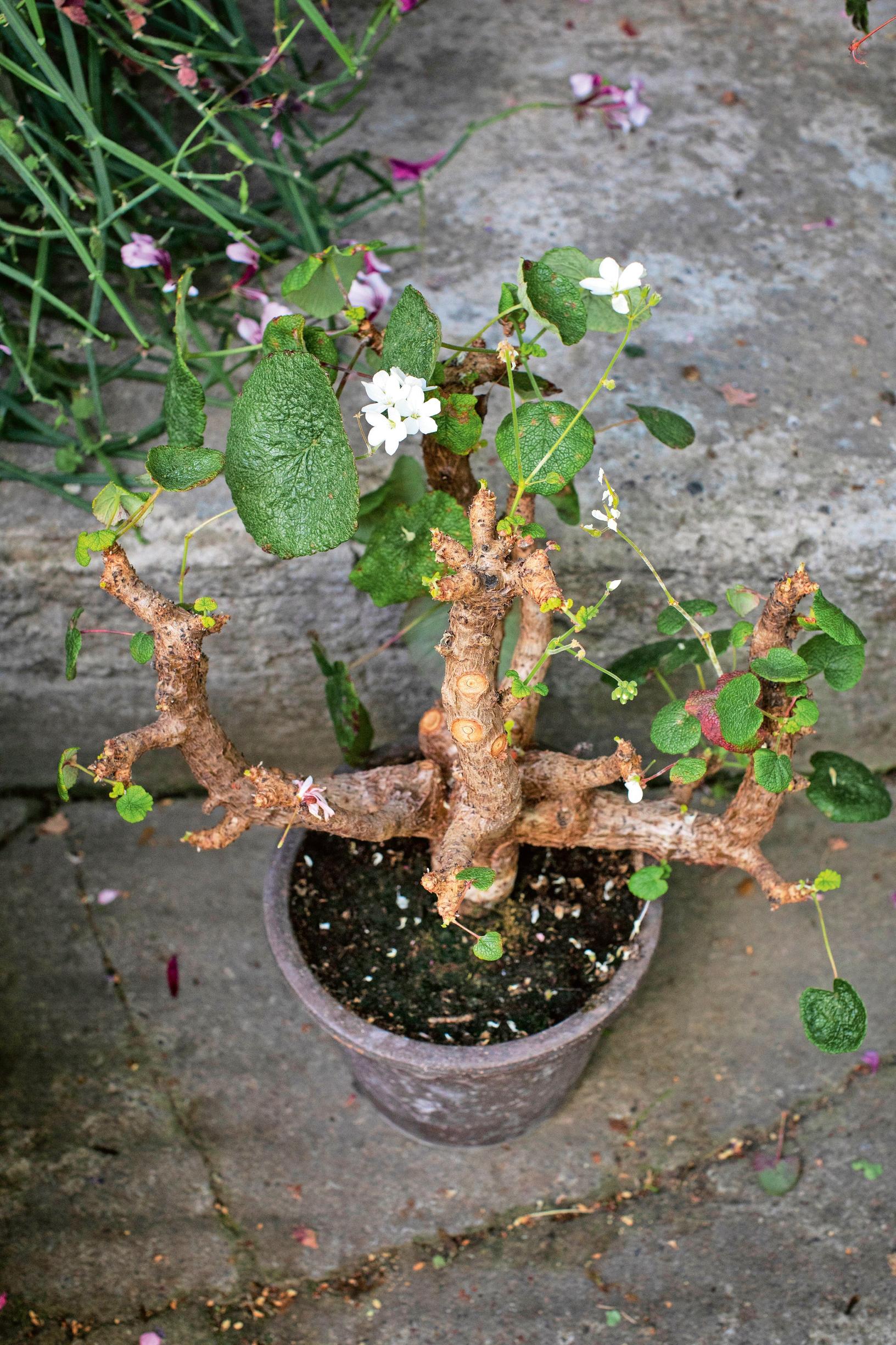Overwintering a pelargonium