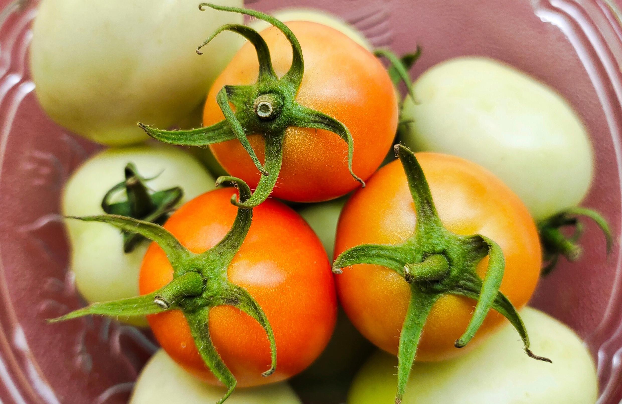 ripening tomatoes indoors