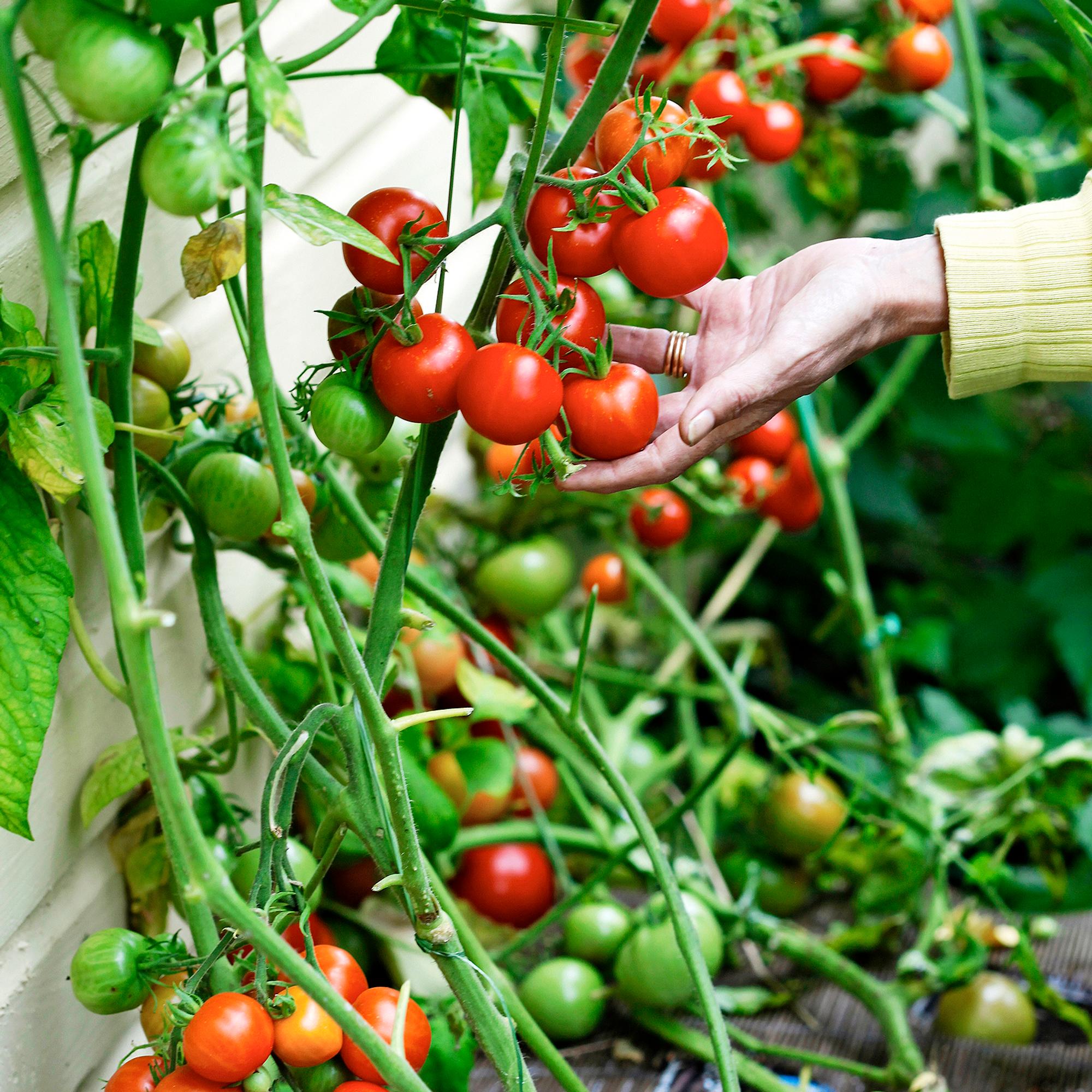 Growing tomatoes made simple for beginners: achieve a delicious harvest