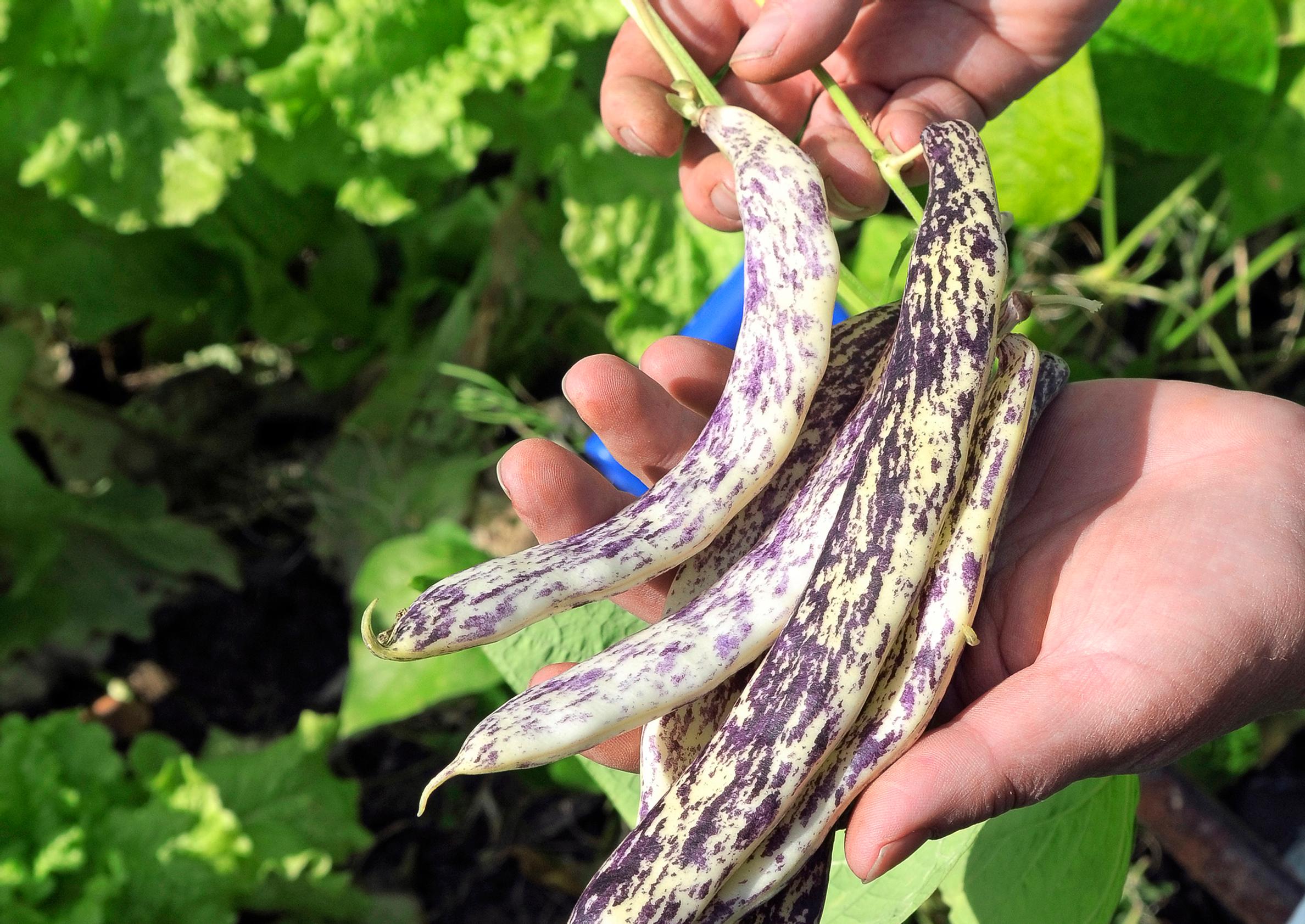 Beans in your own backyard: top tips for a bountiful harvest