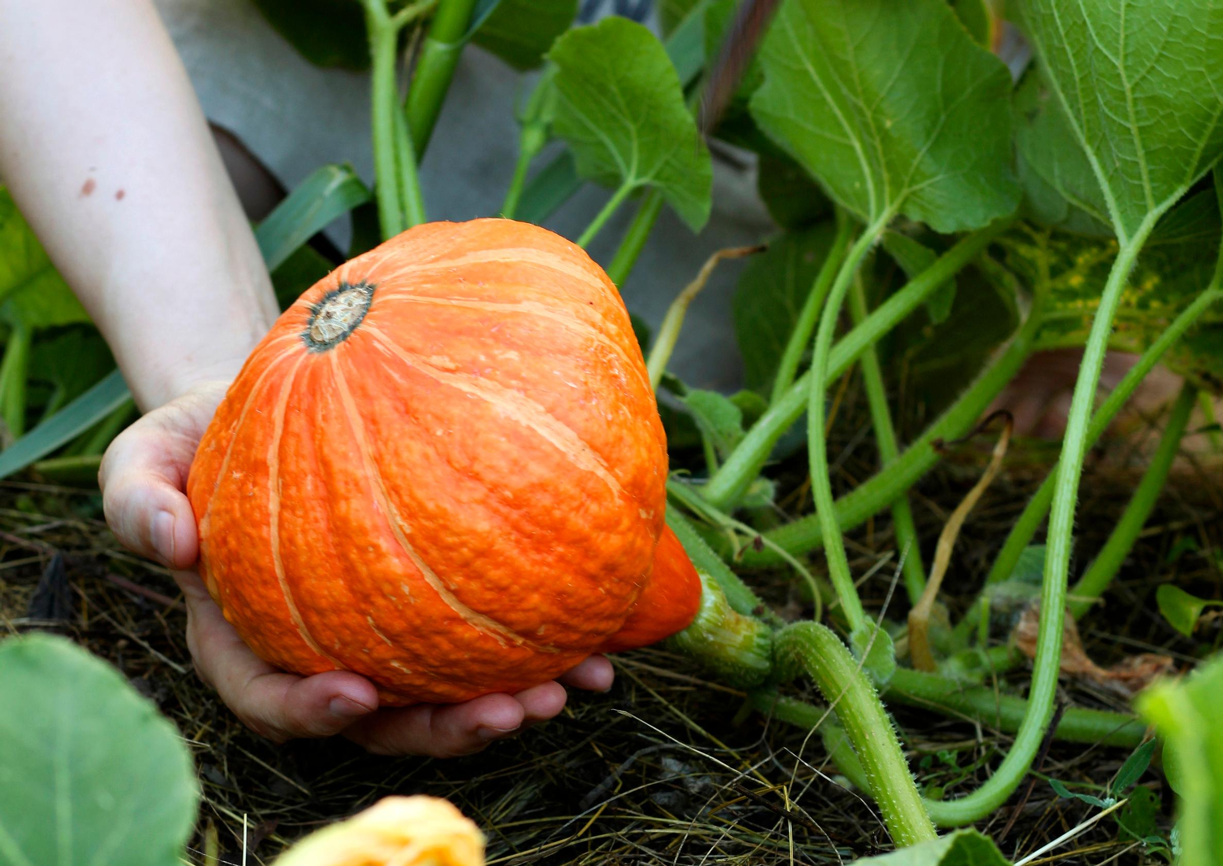 Growing pumpkins in your own garden—here’s how you’ll succeed