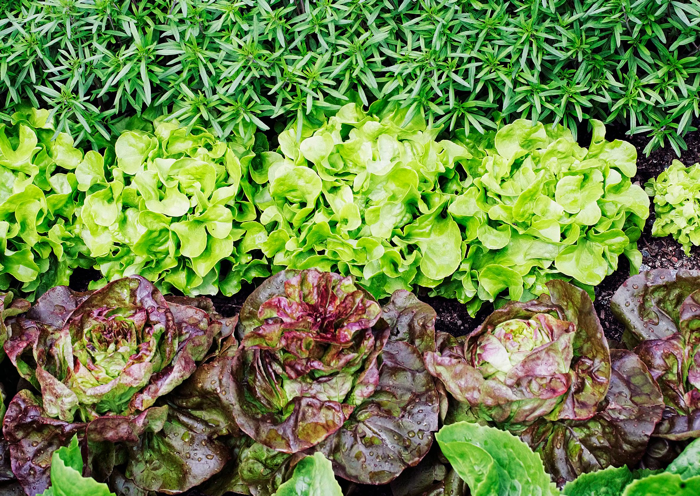How to grow lettuce: best tips and tastiest varieties