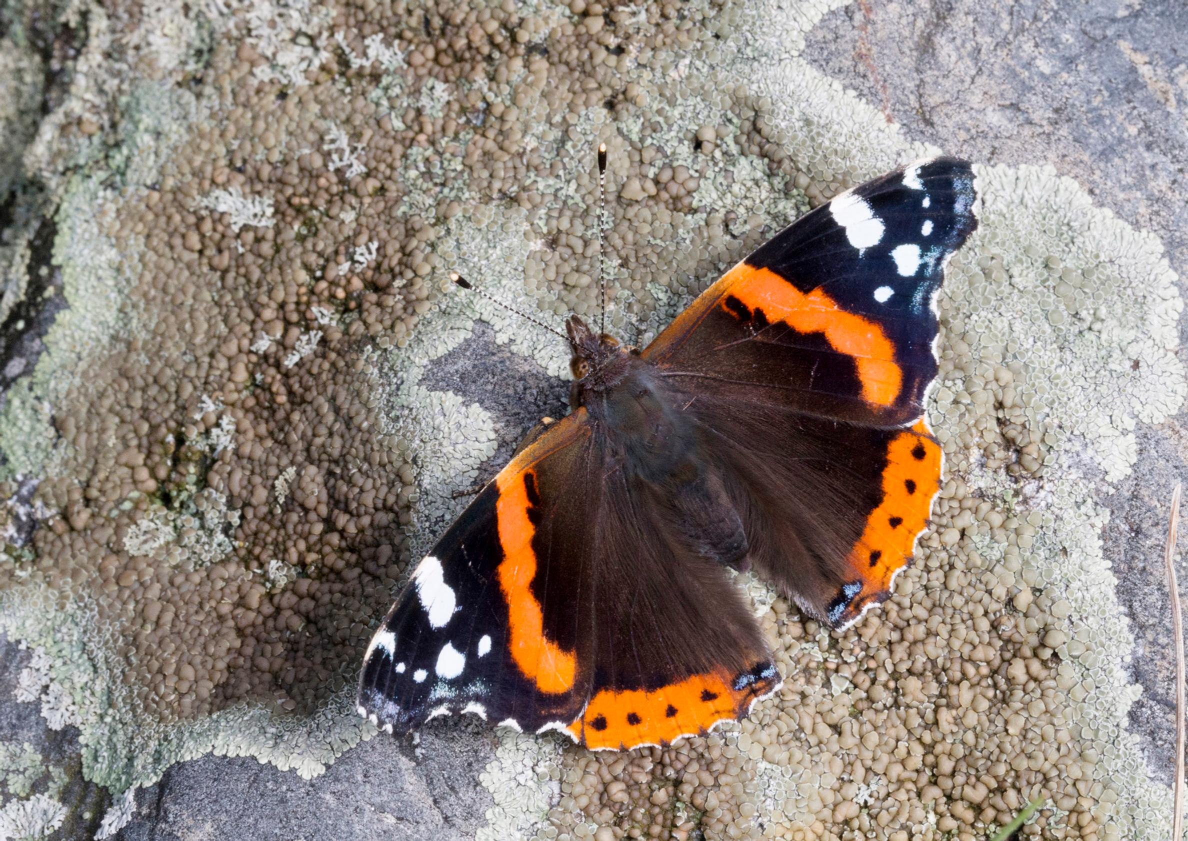 Animal guide—see if you can spot these late-summer butterflies in Finland!