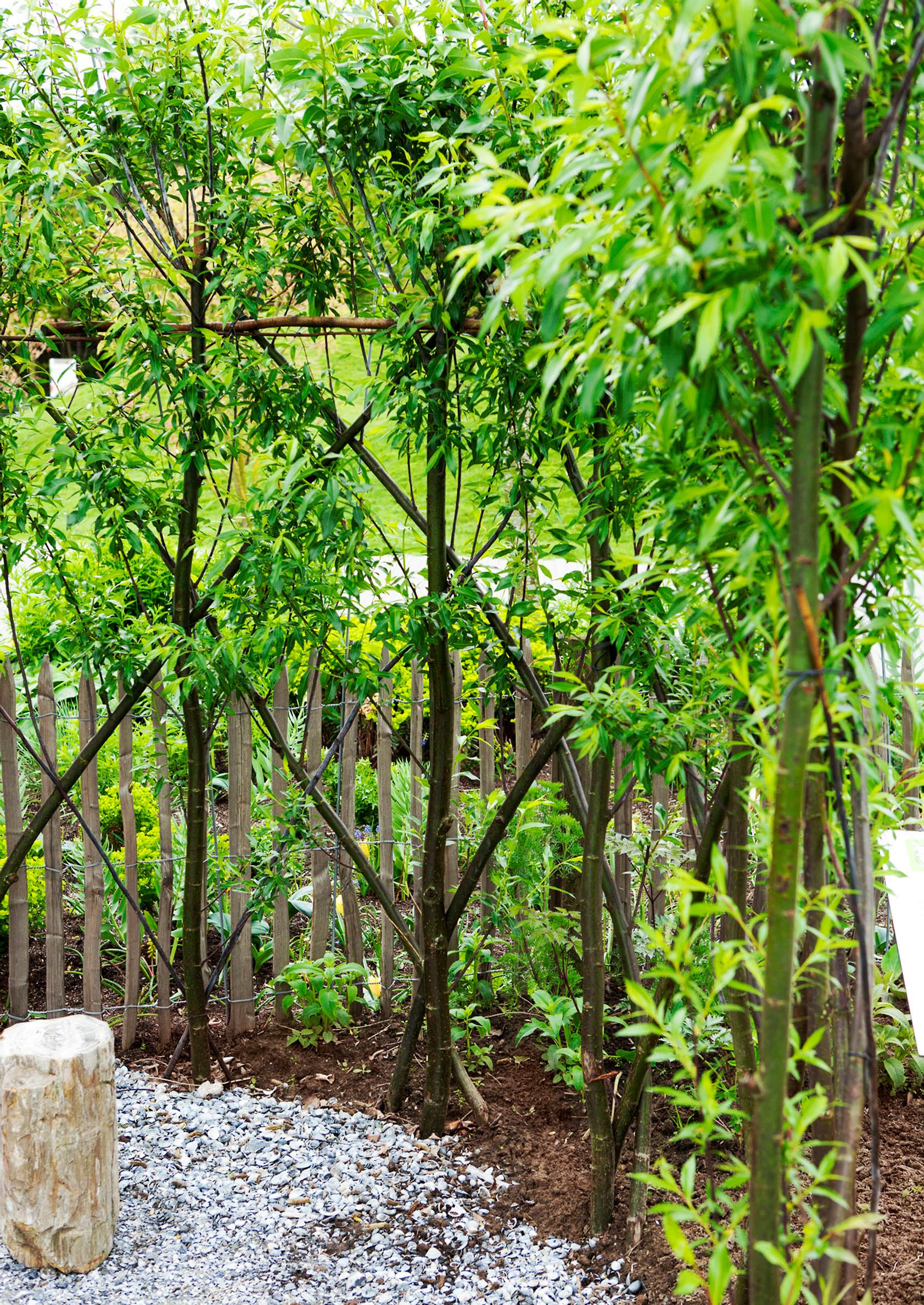 garden screen ideas
