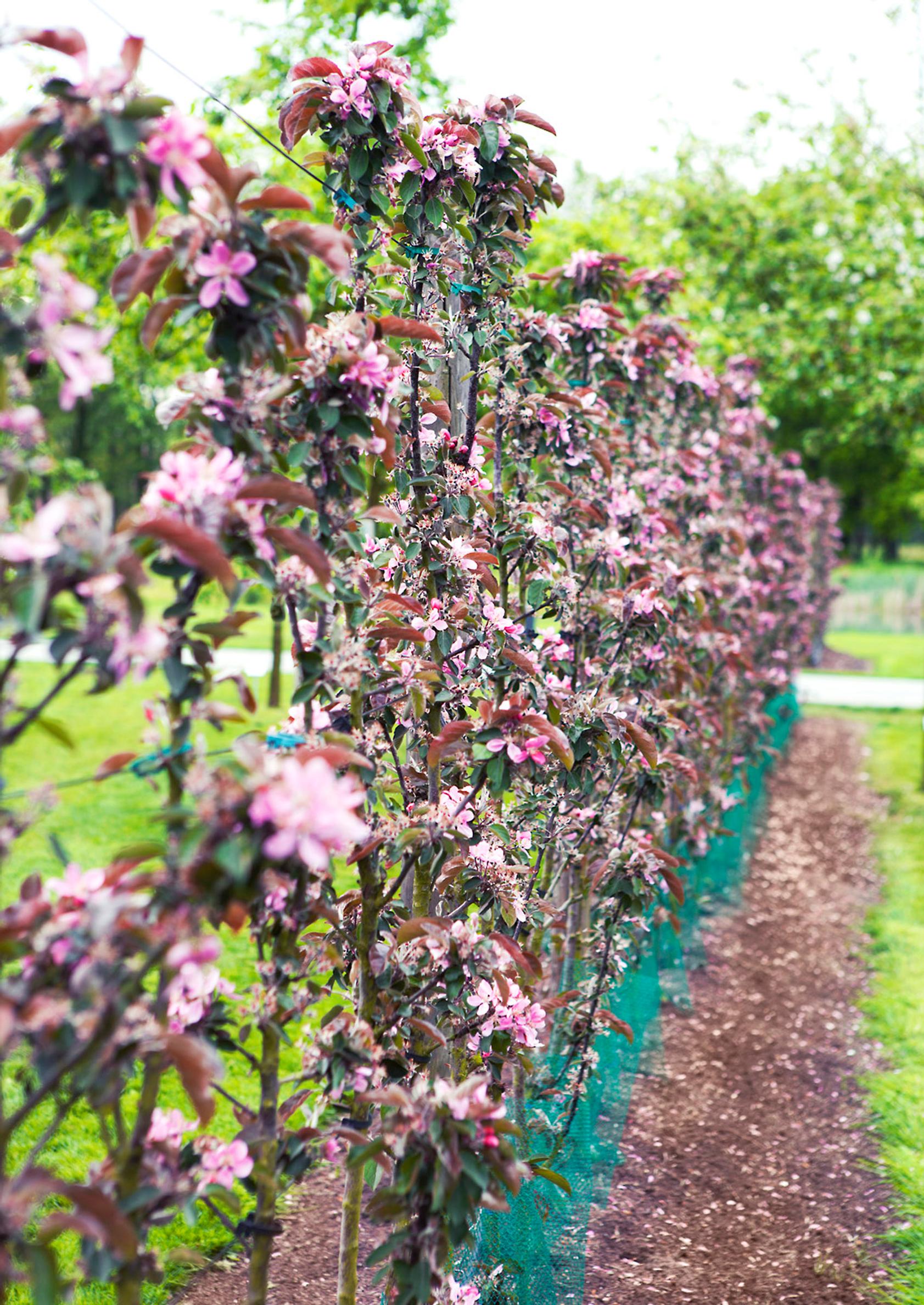 garden screen ideas